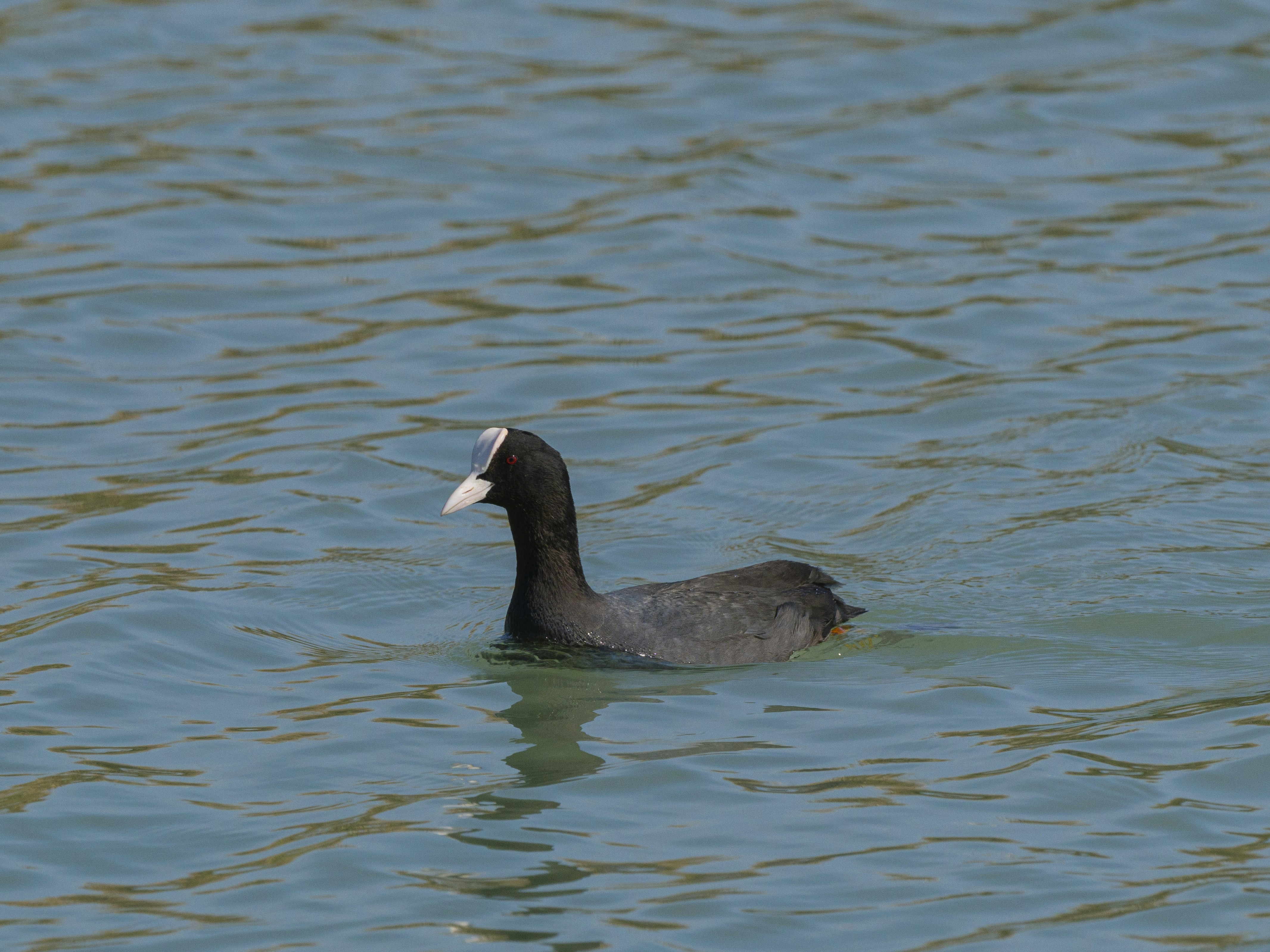 Photo by enginakyurt
