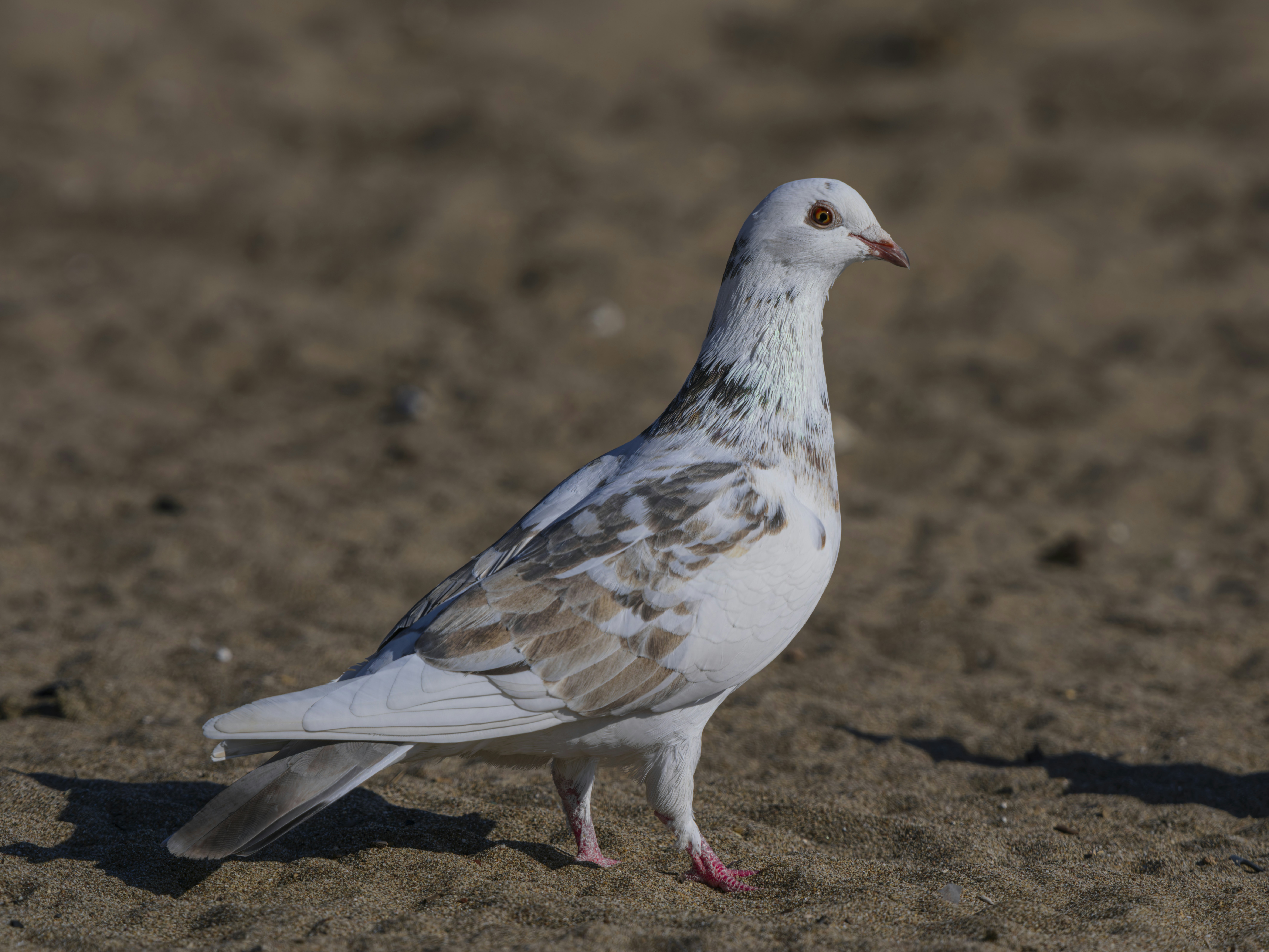 Photo by enginakyurt