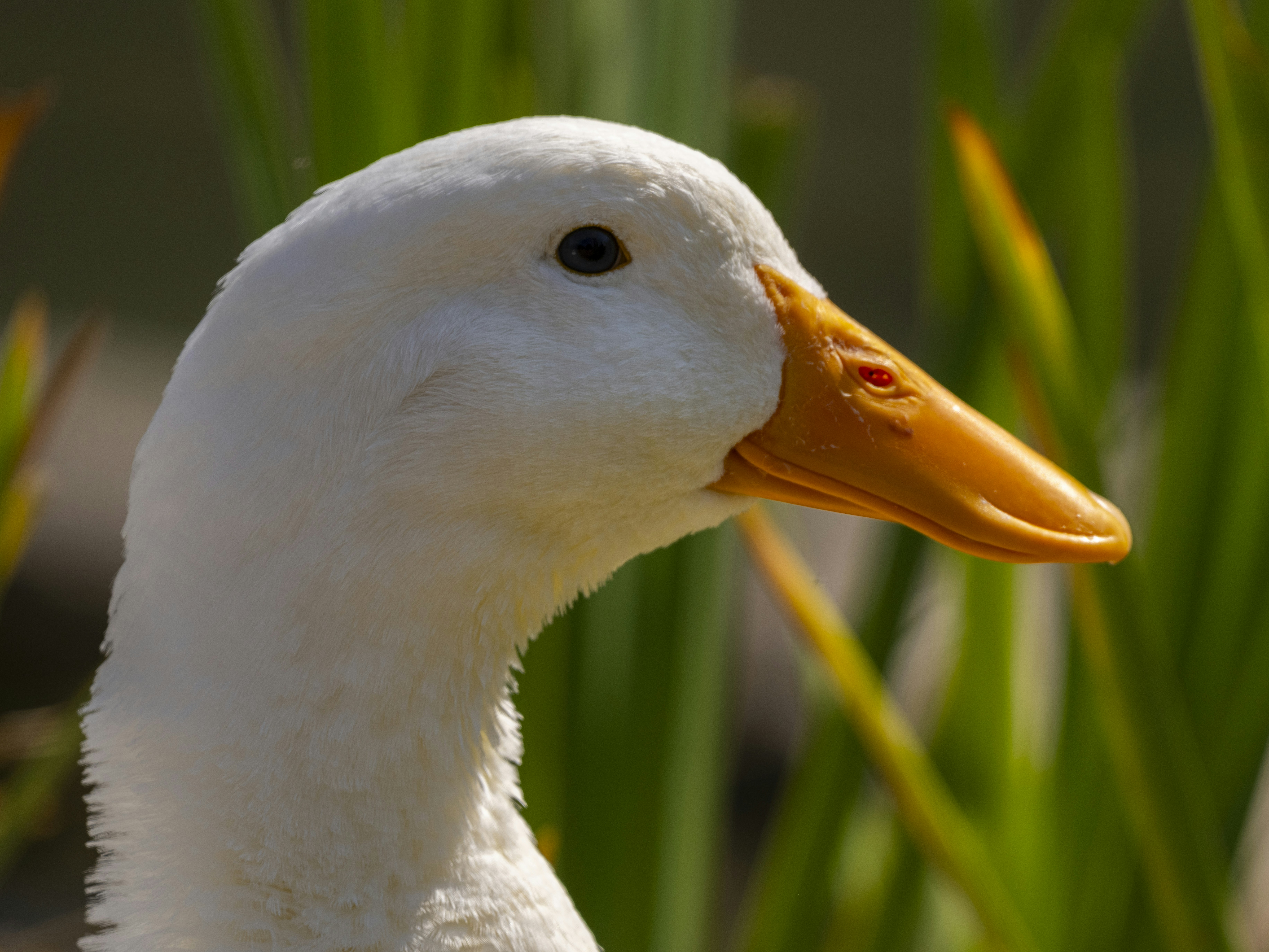 Photo by enginakyurt