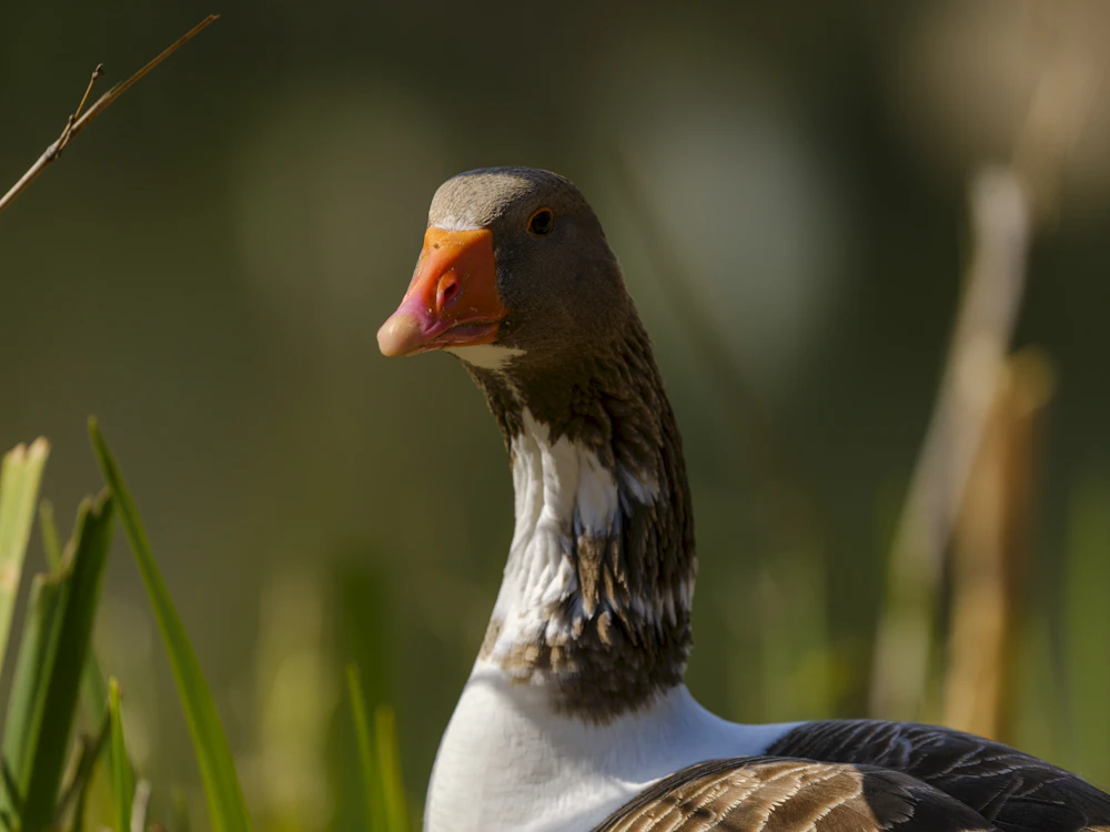 Friendly goose portrait