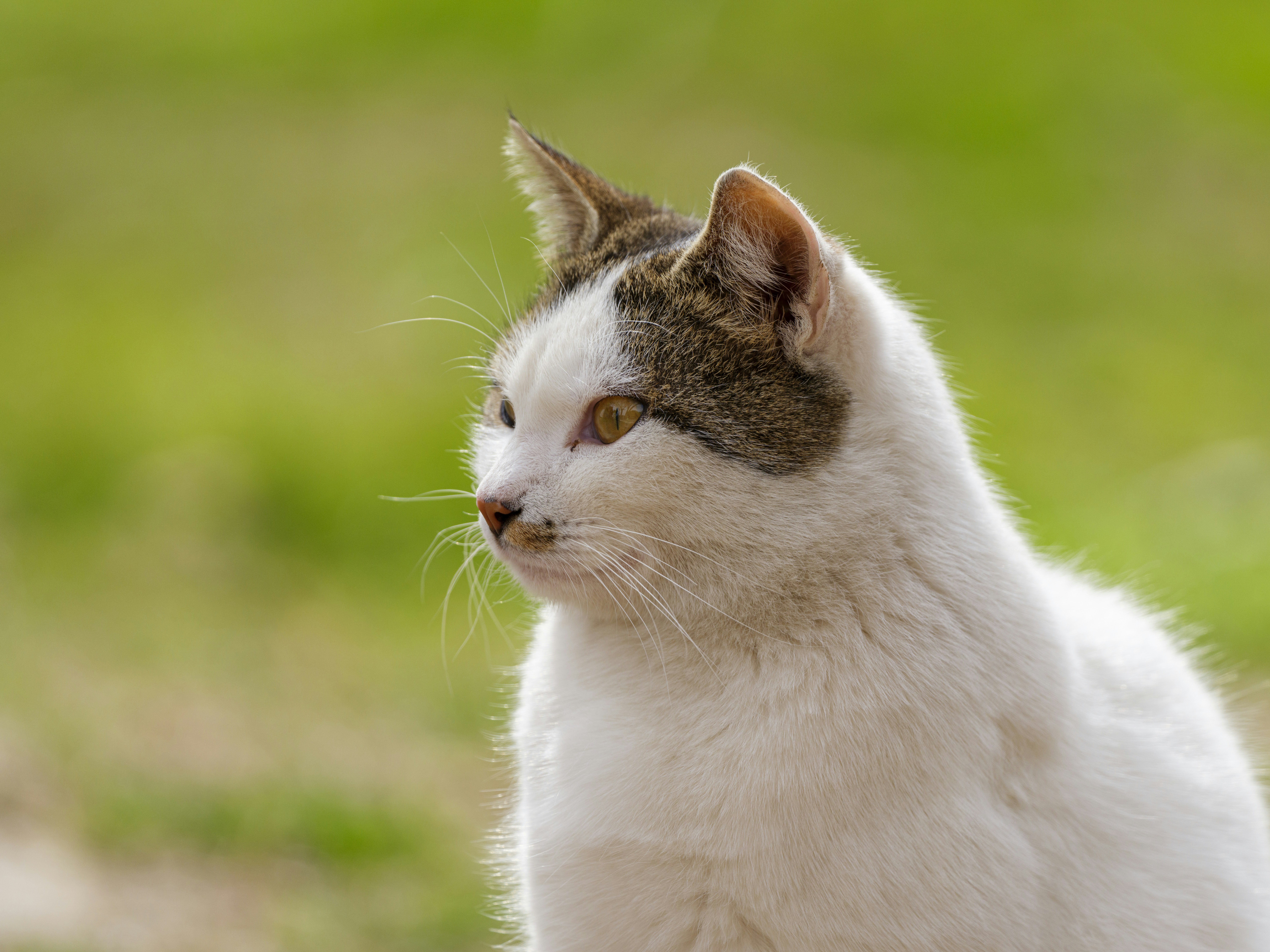 Photo by enginakyurt