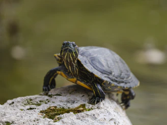 A turtle rests on a stone.