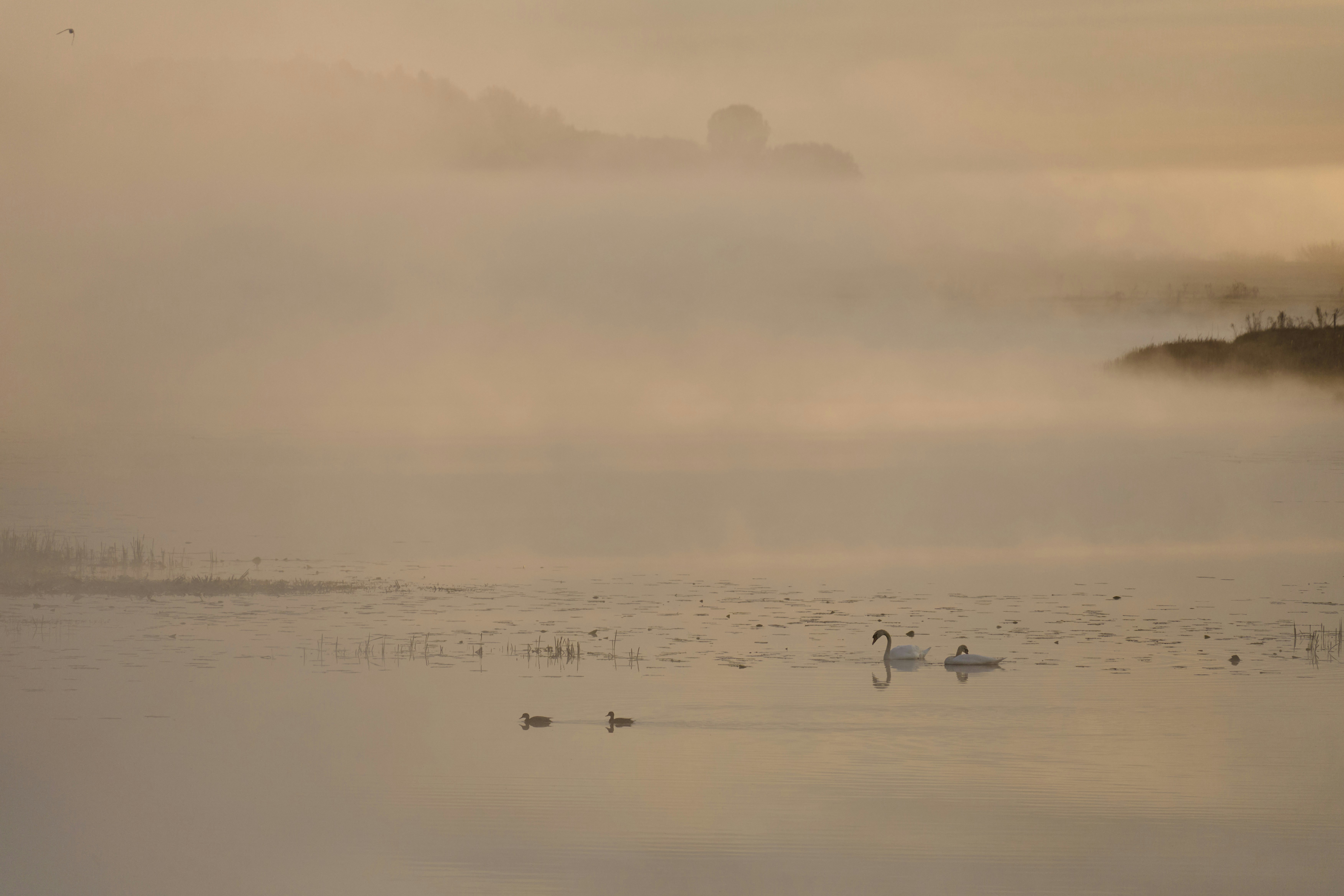 Photo by wolfgang_hasselmann