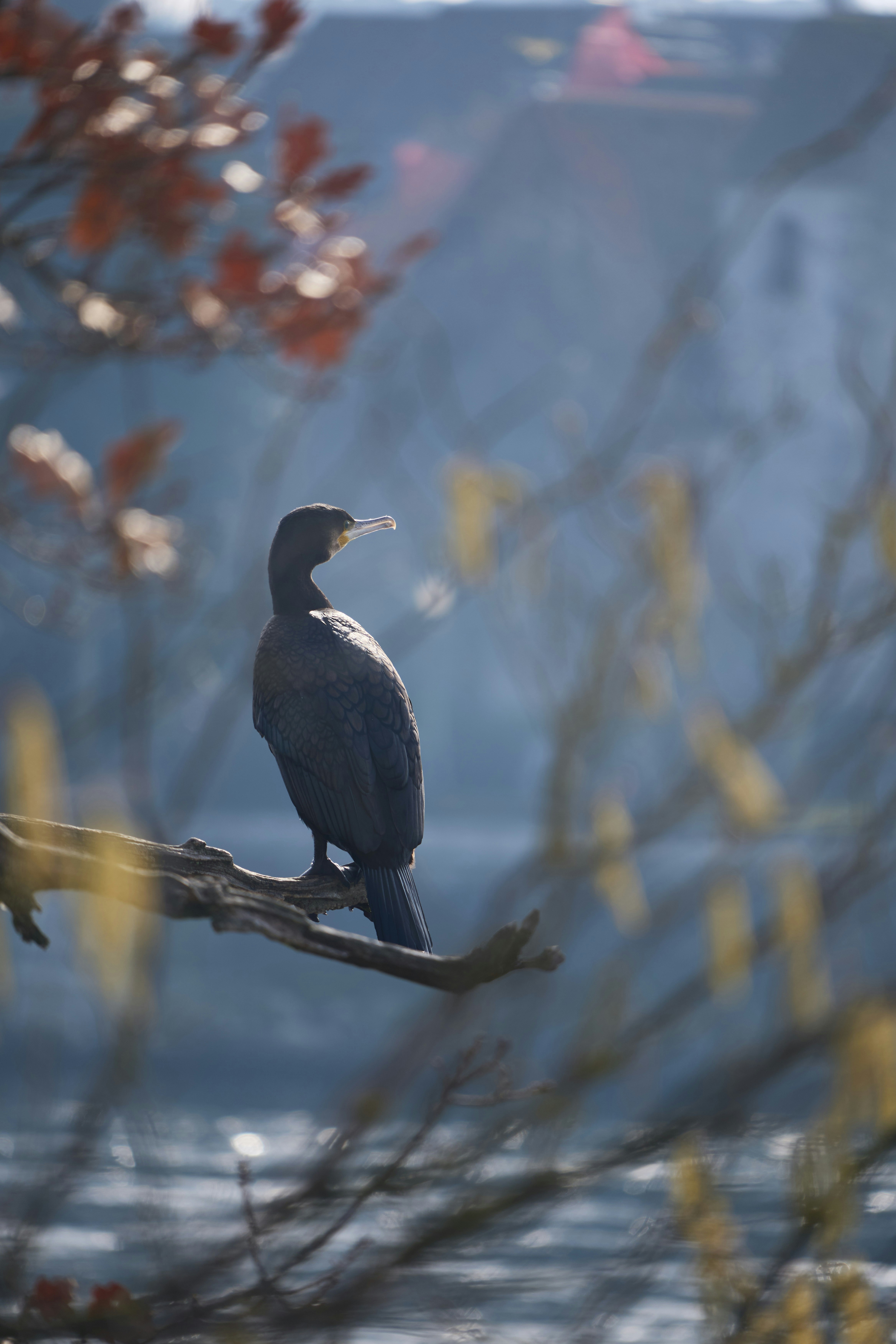 Photo by wolfgang_hasselmann