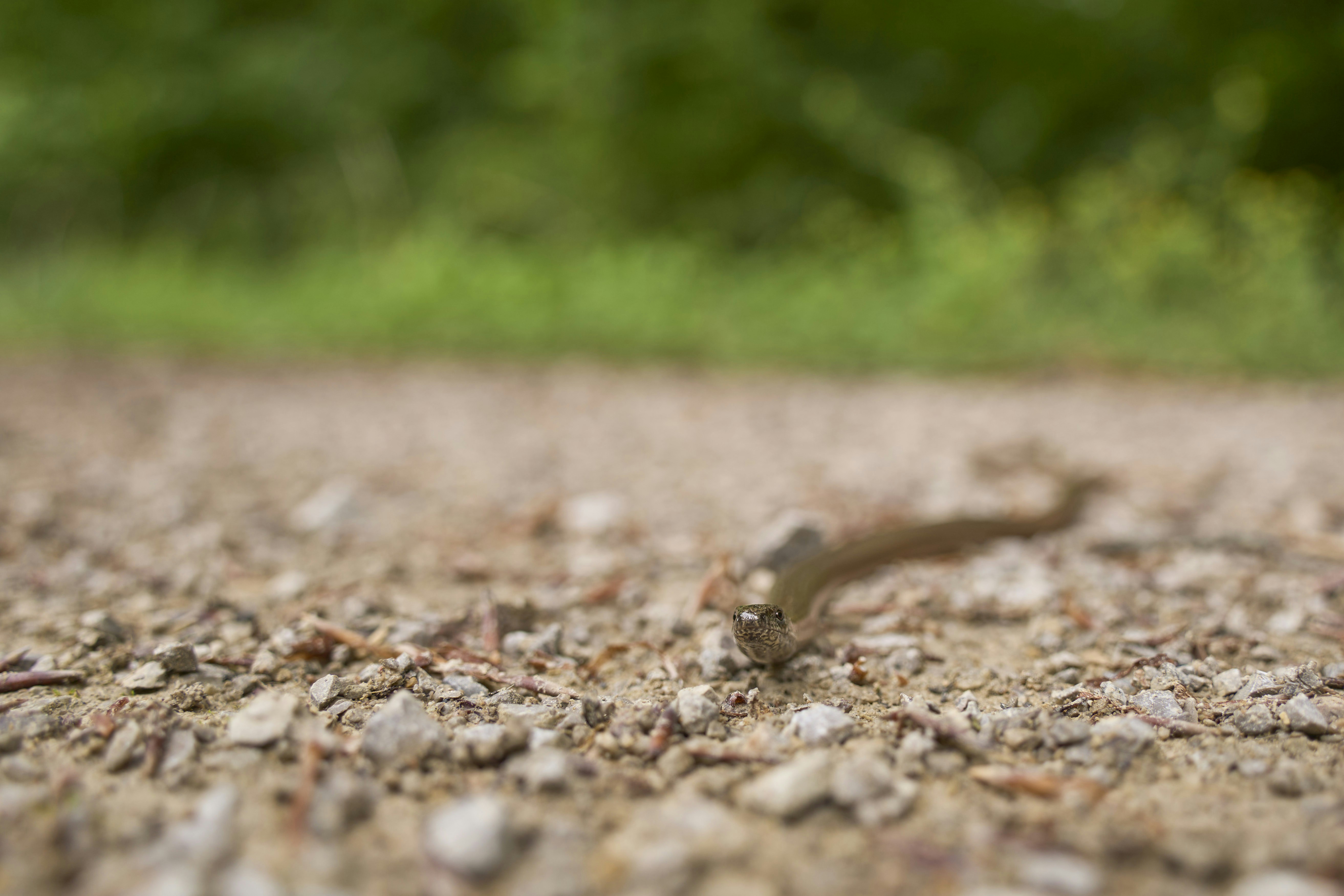 Photo by wolfgang_hasselmann