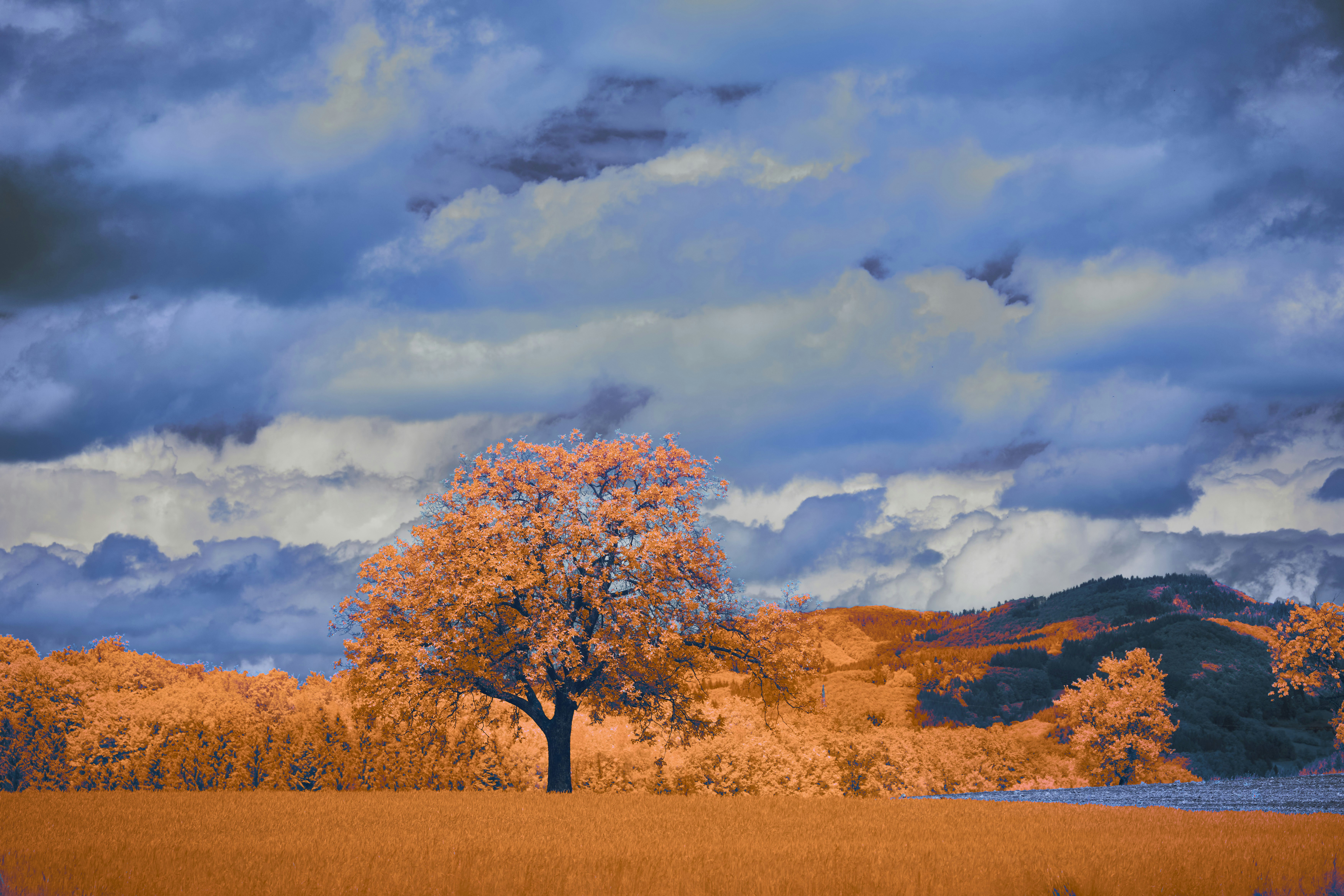 Photo by wolfgang_hasselmann