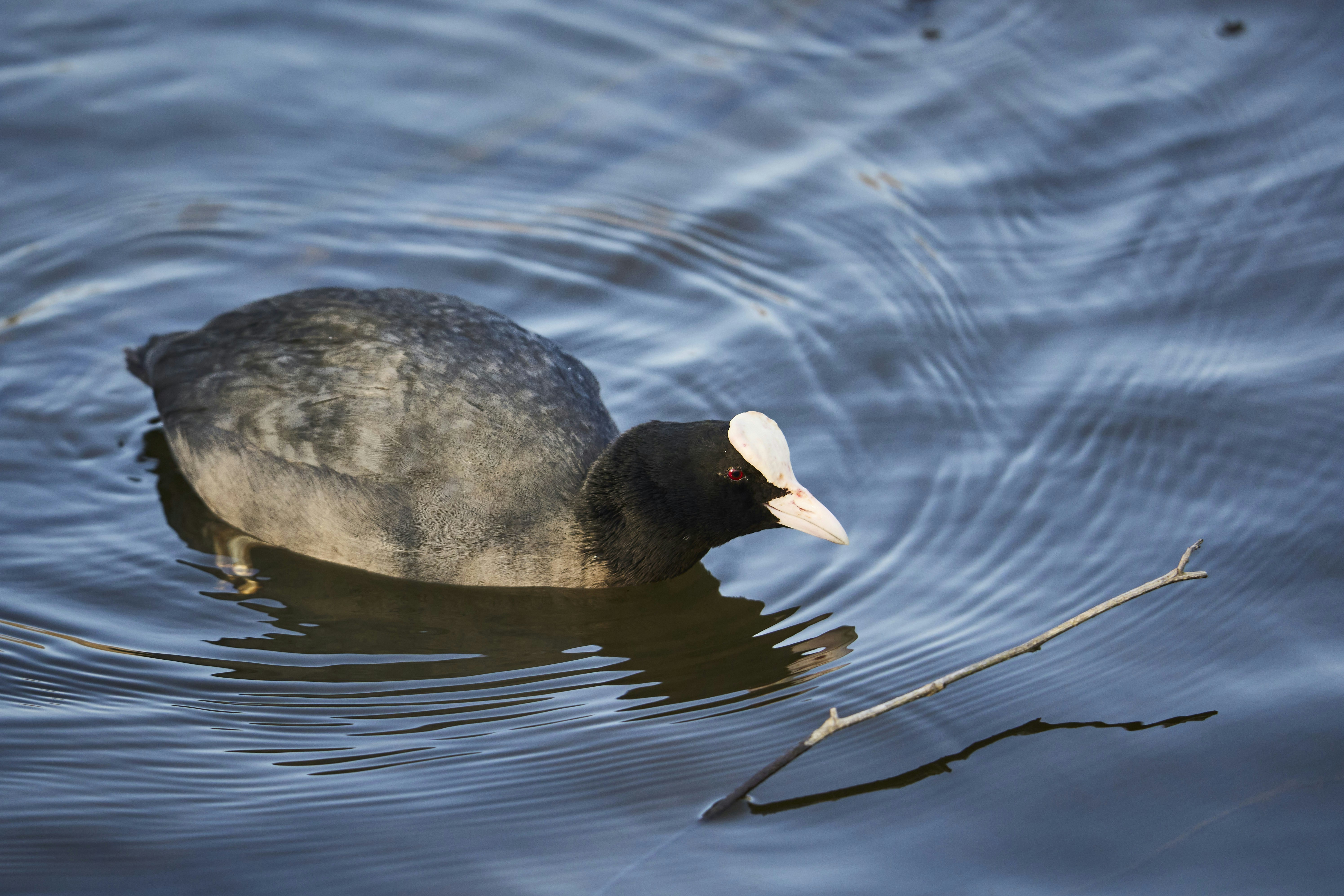 Photo by wolfgang_hasselmann