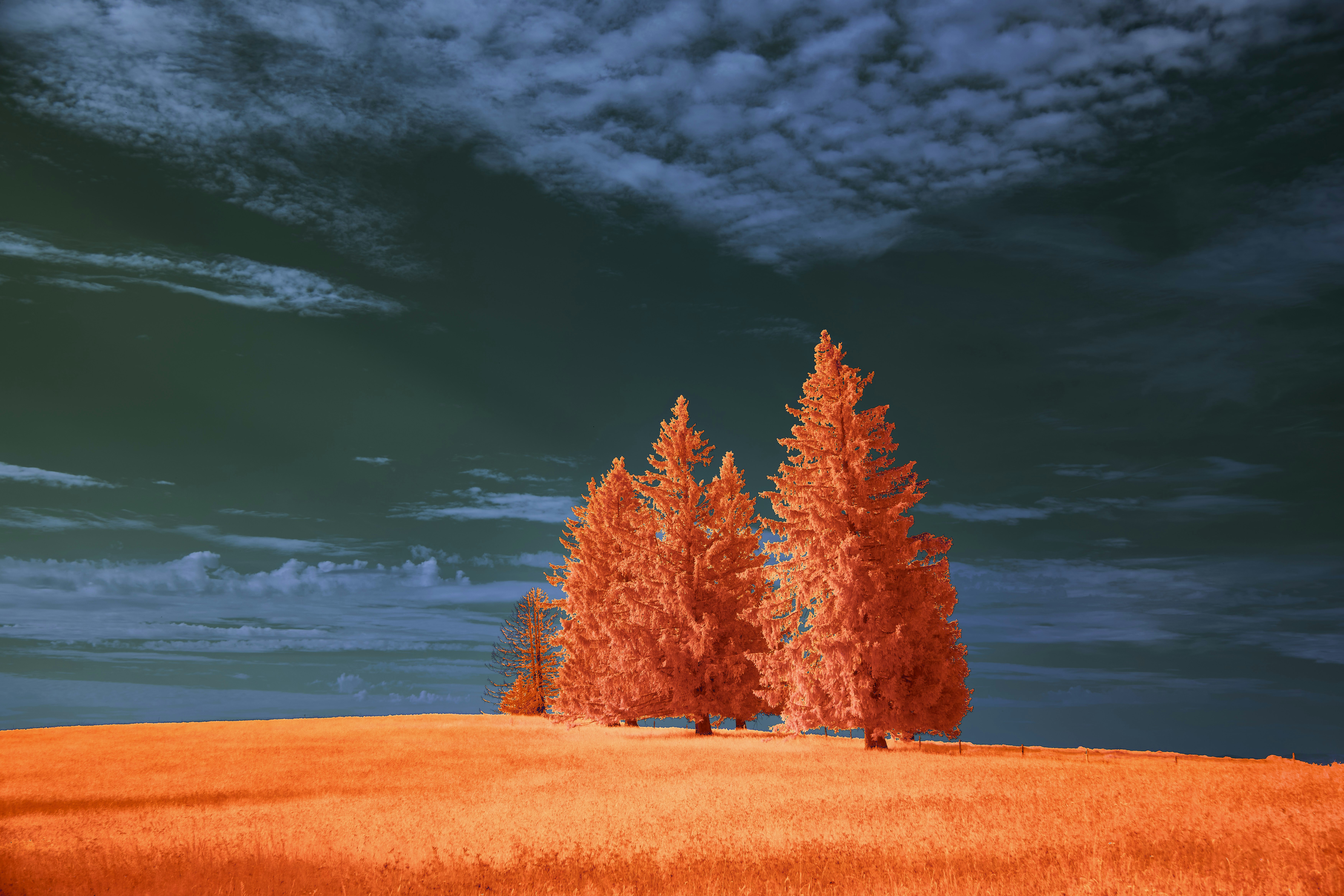 Photo by wolfgang_hasselmann