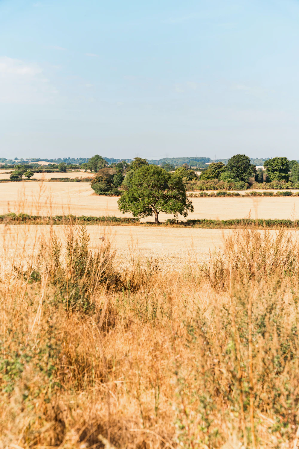 A wheat field with a single tree