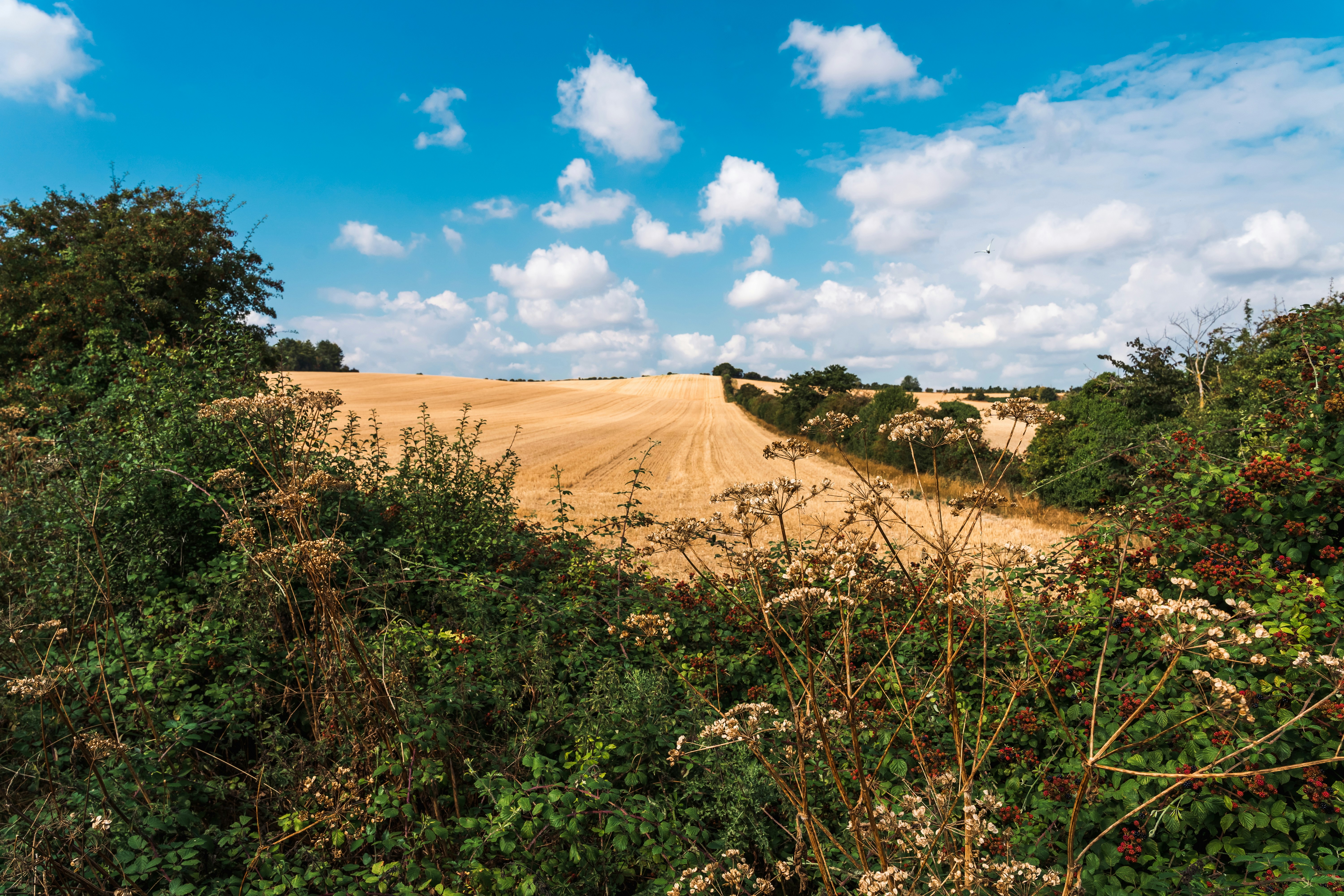 Un beau terrain sous un ciel bleu et nuageux.