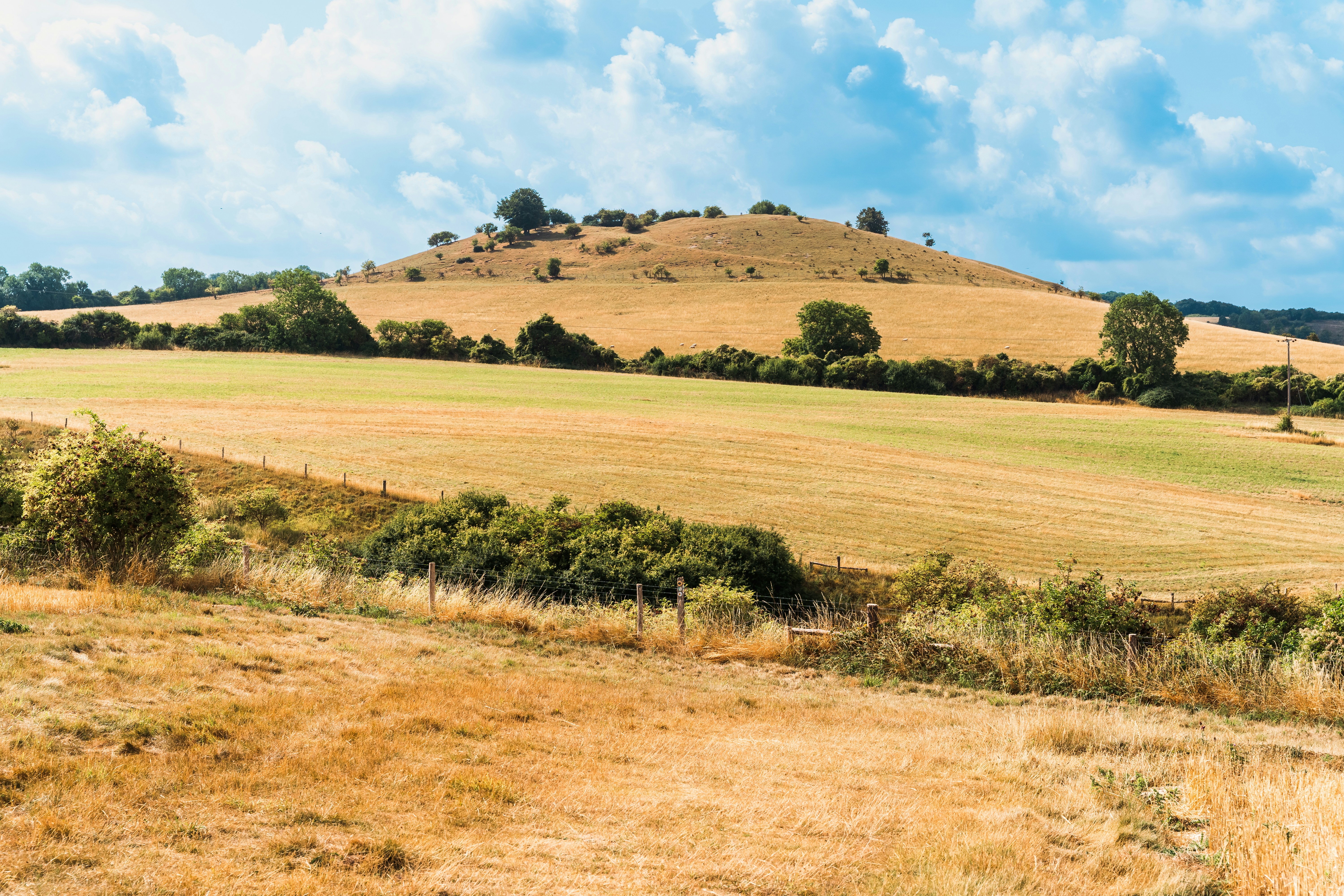 Un beau champ doré mène à une petite colline.