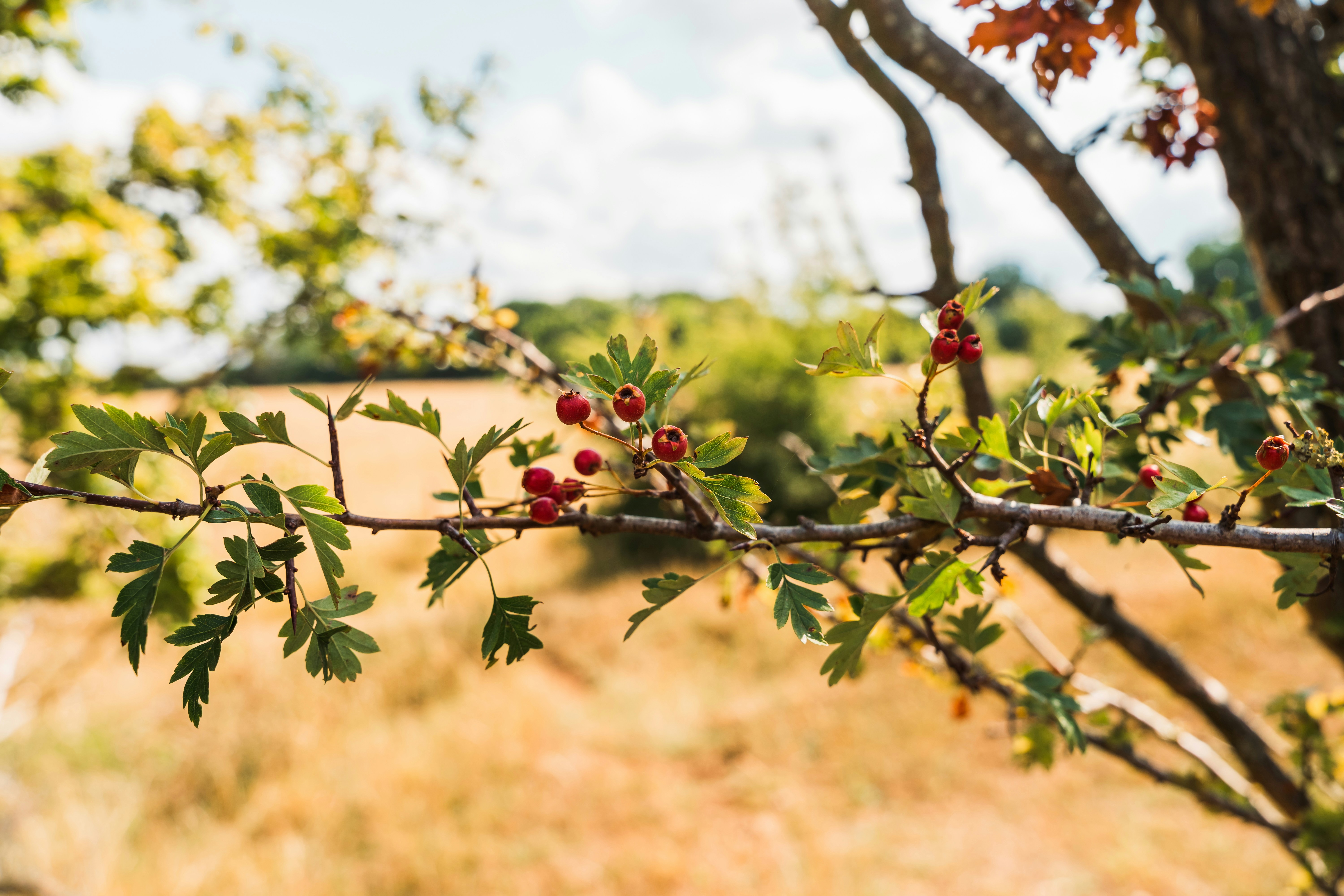Les baies poussent sur une branche avec un arrière-plan flou.
