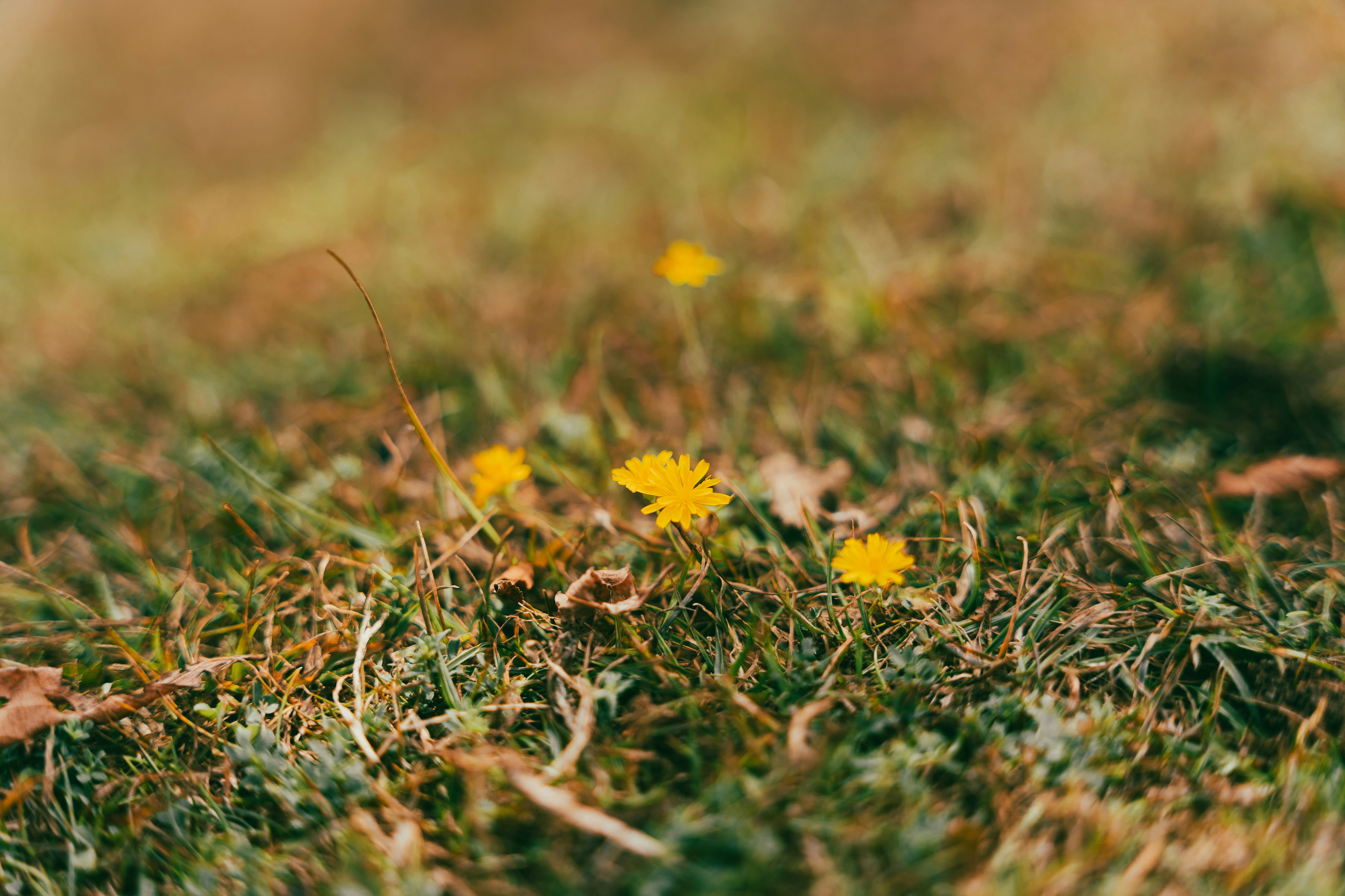Des pissenlits jaunes fleurissent dans une parcelle d’herbe.