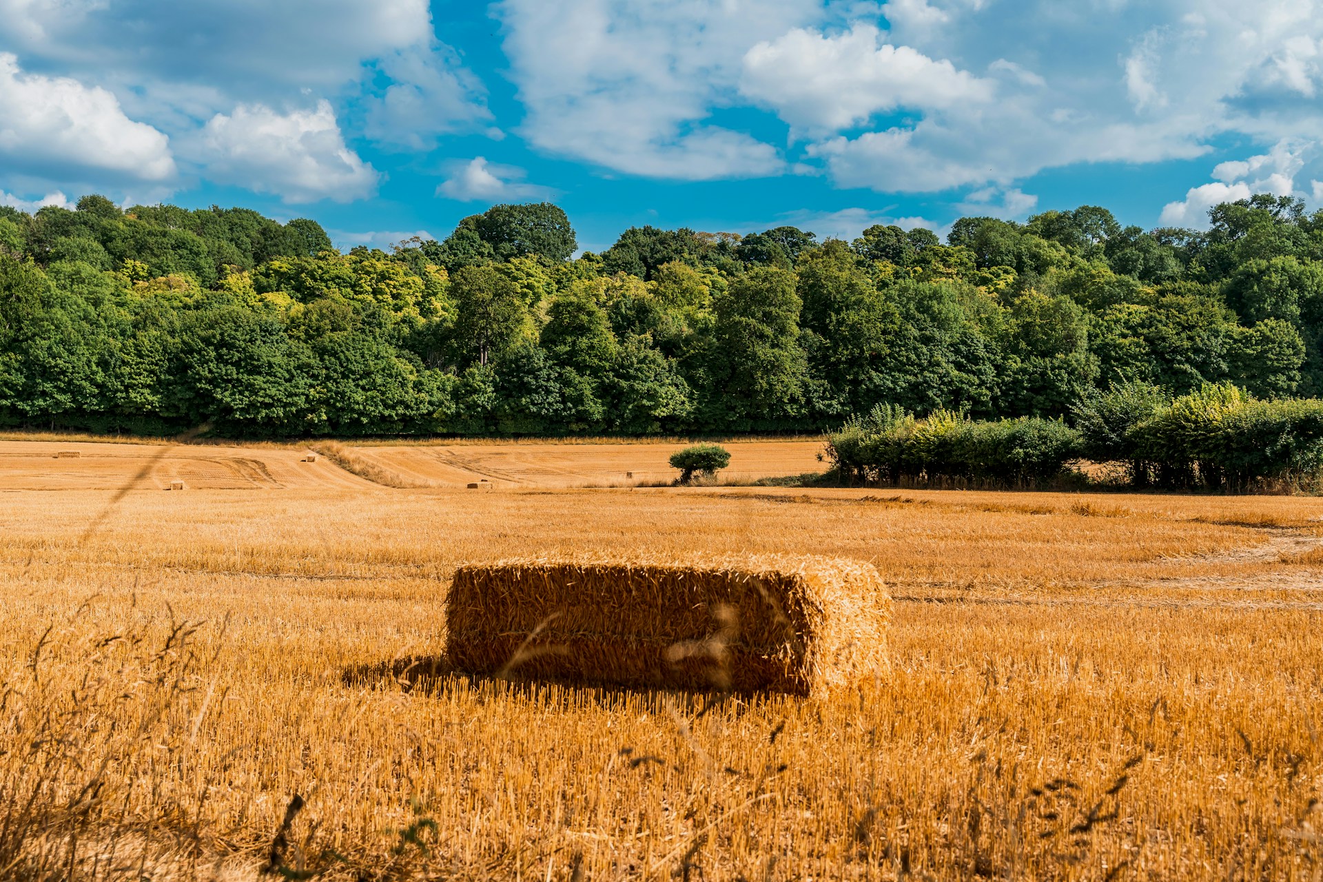 A hay bale rests in a golden field.