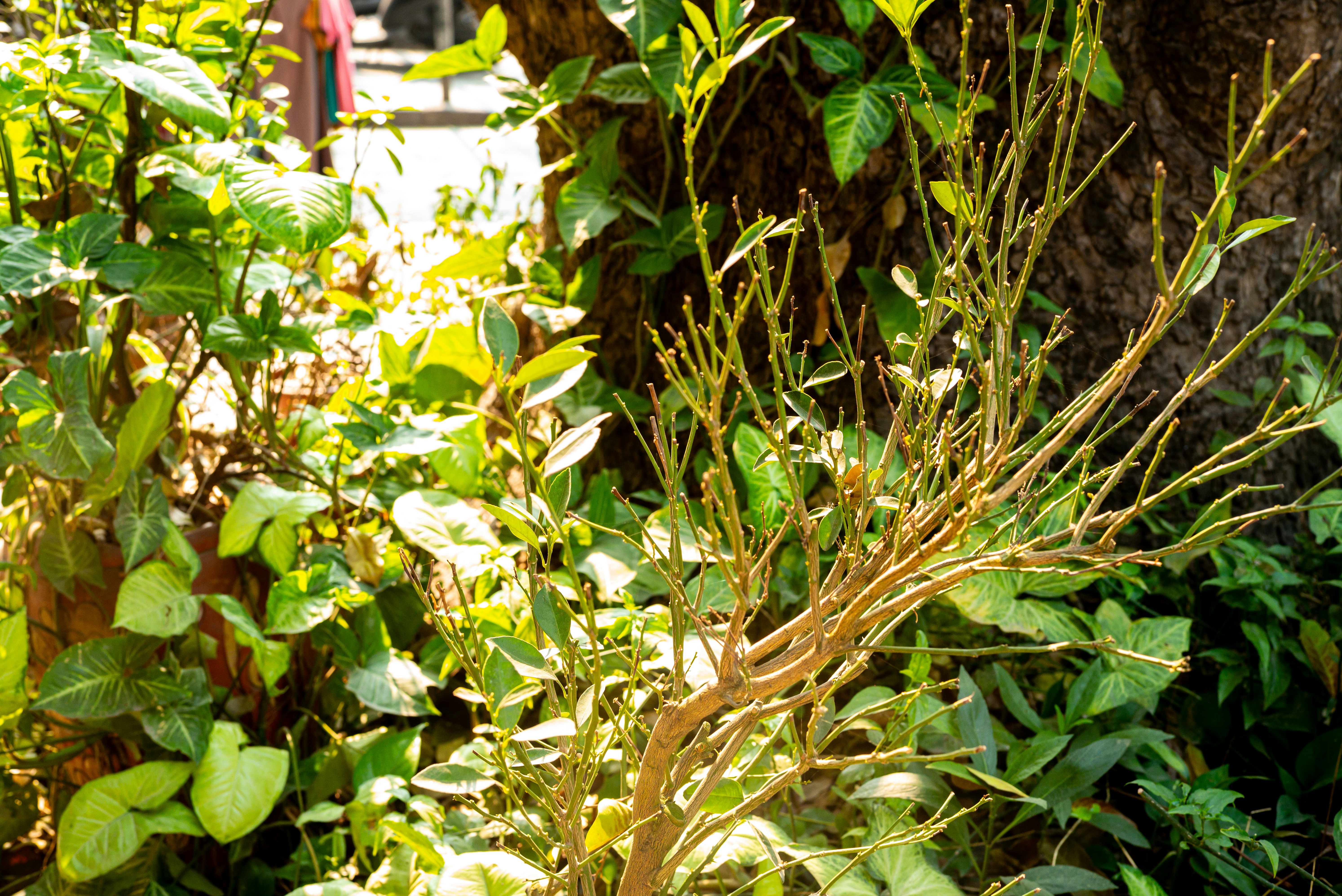 Photo by donguyenkhanhs