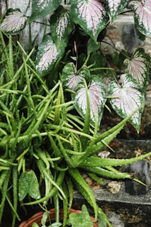 Aloe and caladium plants flourish together outdoors.