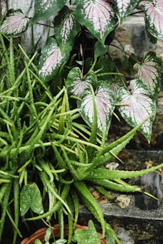 Aloe and caladium plants flourish together outdoors.