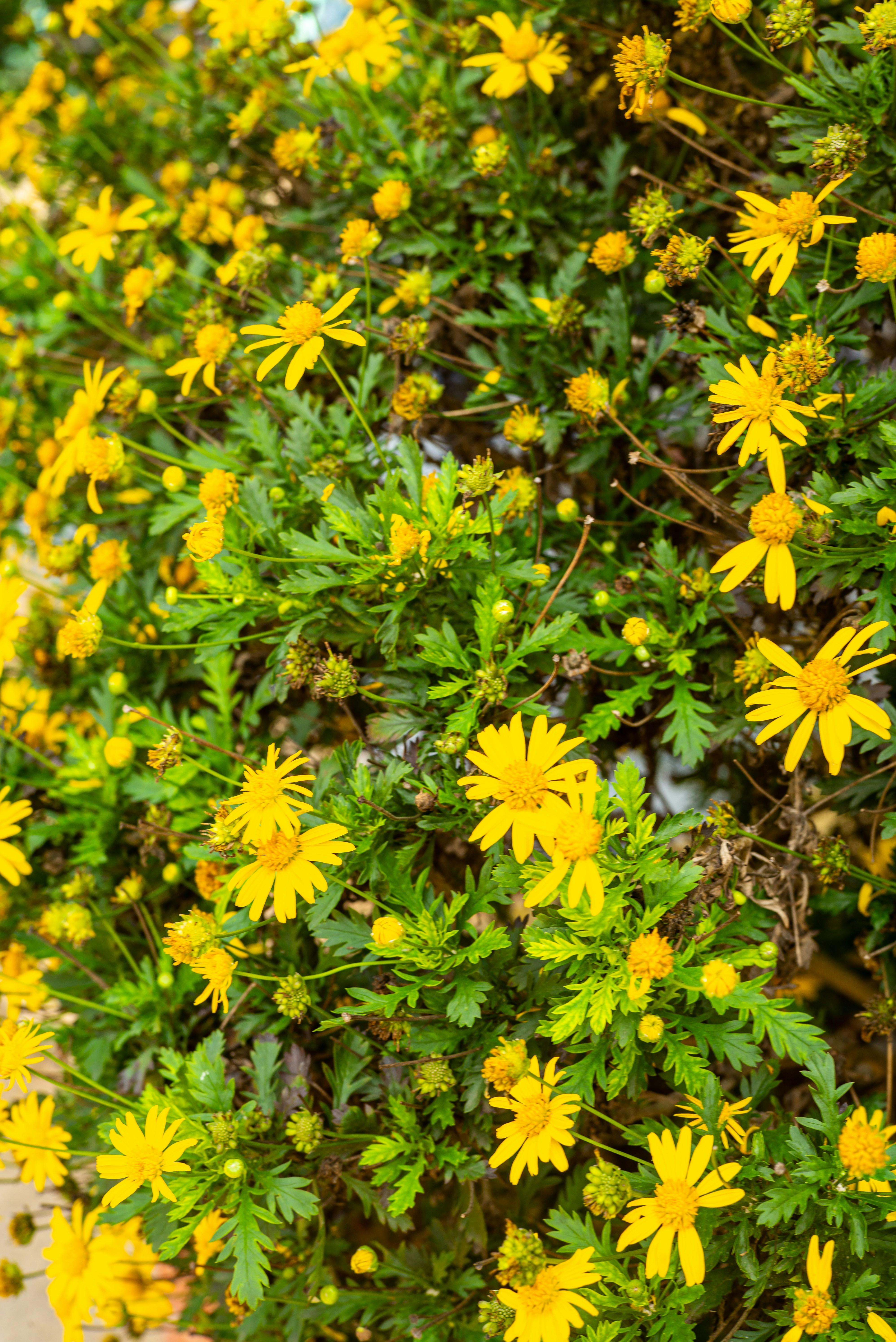 Photo by donguyenkhanhs