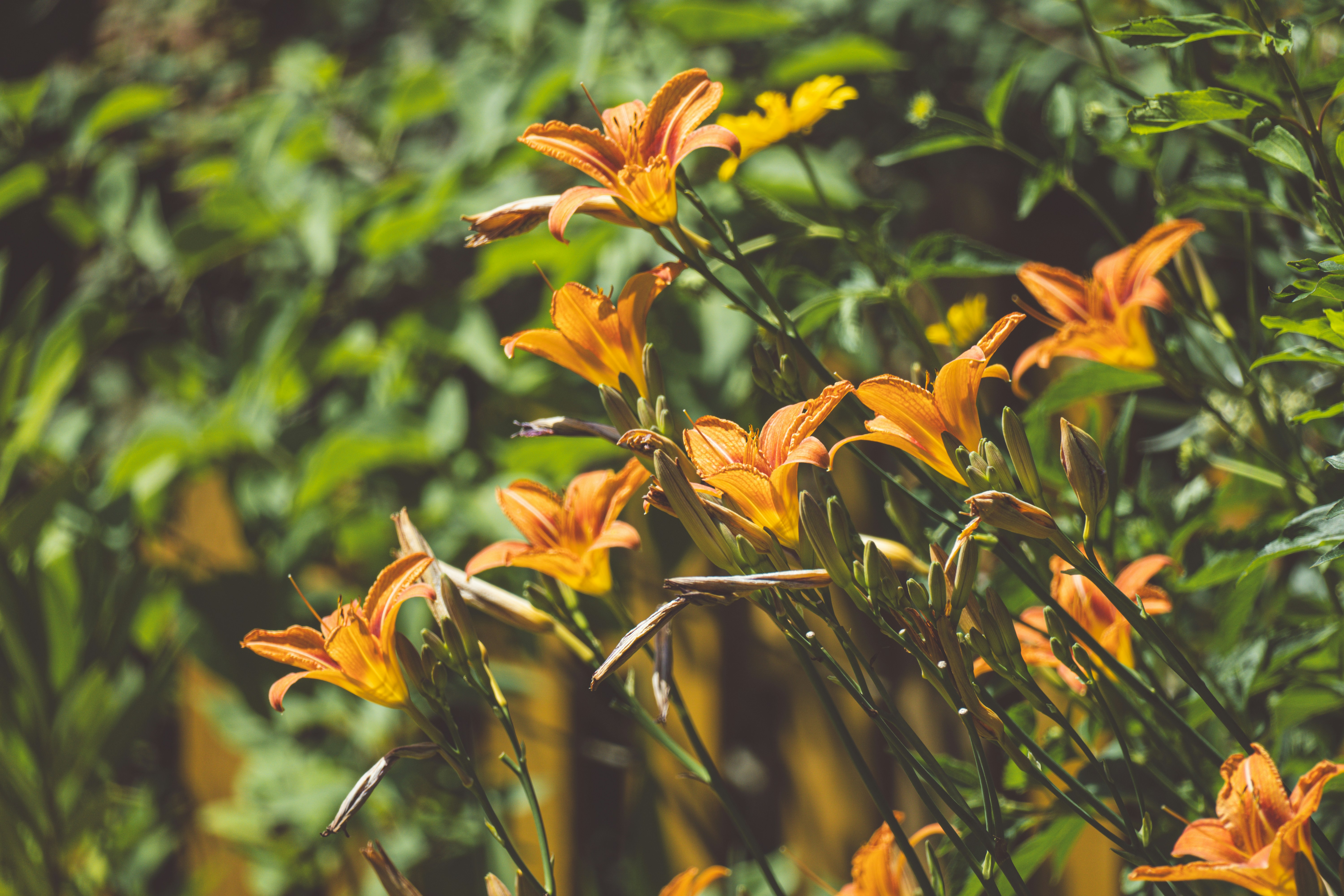 photo-1750164531533-fe0e3af9ebe9?ixid=M3wxMjA3fDB8MXxzZWFyY2h8Nnx8YnJ1bmVyYSUzQSUyMGElMjBwZXJmZWN0JTIwc2hhZGUtbG92aW5nJTIwcGVyZW5uaWFsJTIwZm9yJTIweW91ciUyMGdhcmRlbnxlbnwwfHx8fDE3NTIwOTUwNDN8MA\u0026ixlib=rb-4.1.0