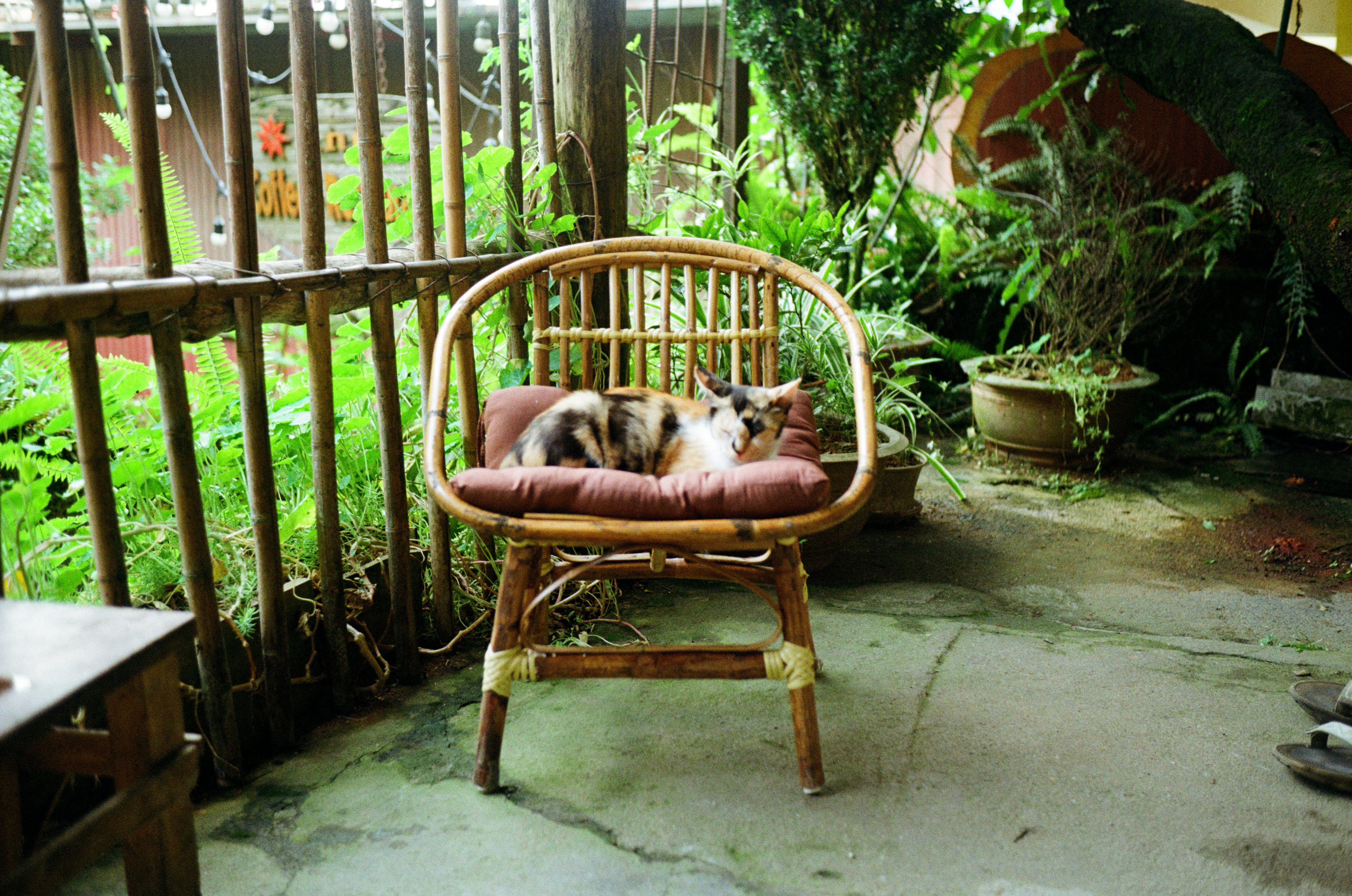 Photo by donguyenkhanhs