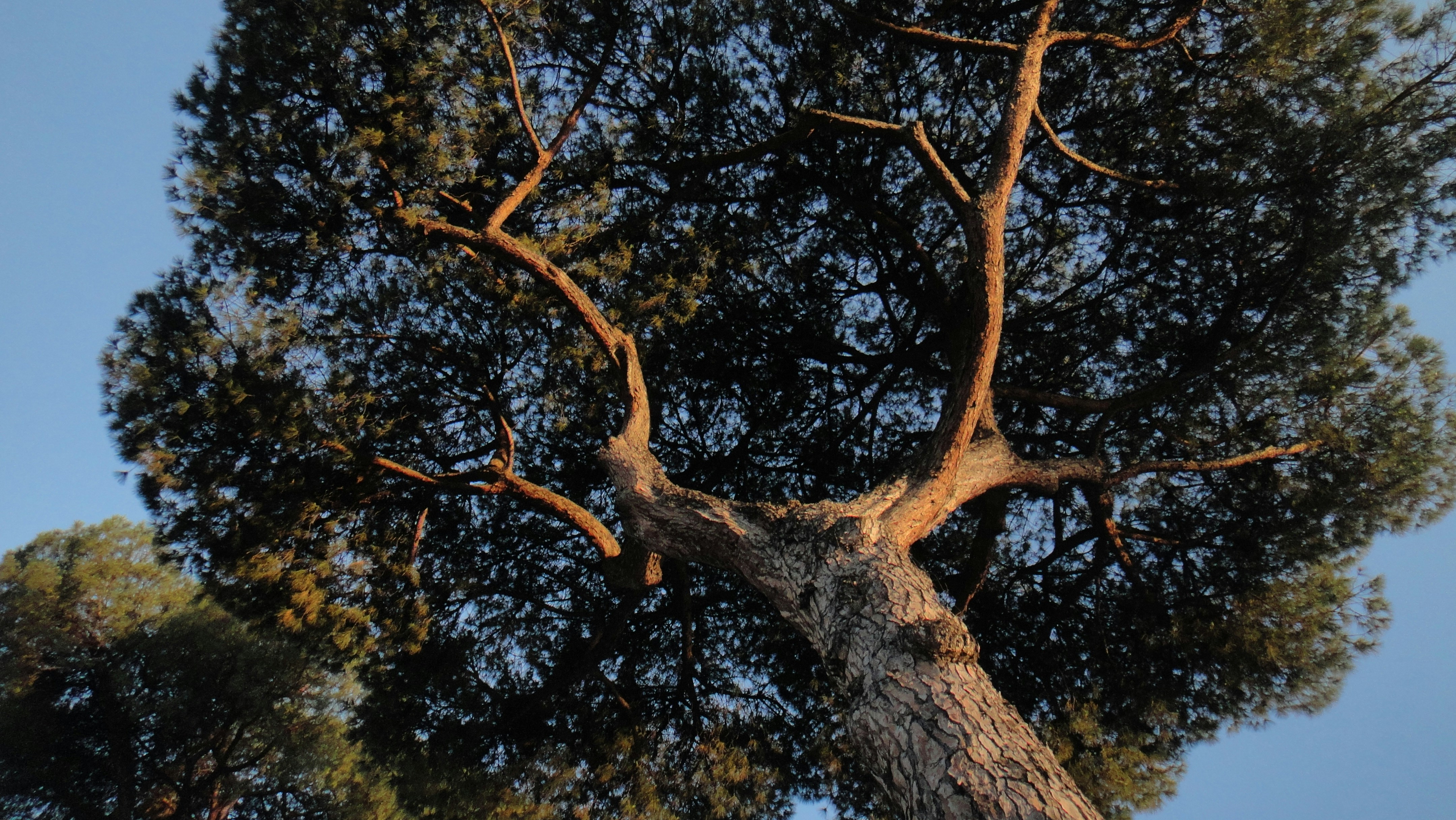 Photo by merimmunity