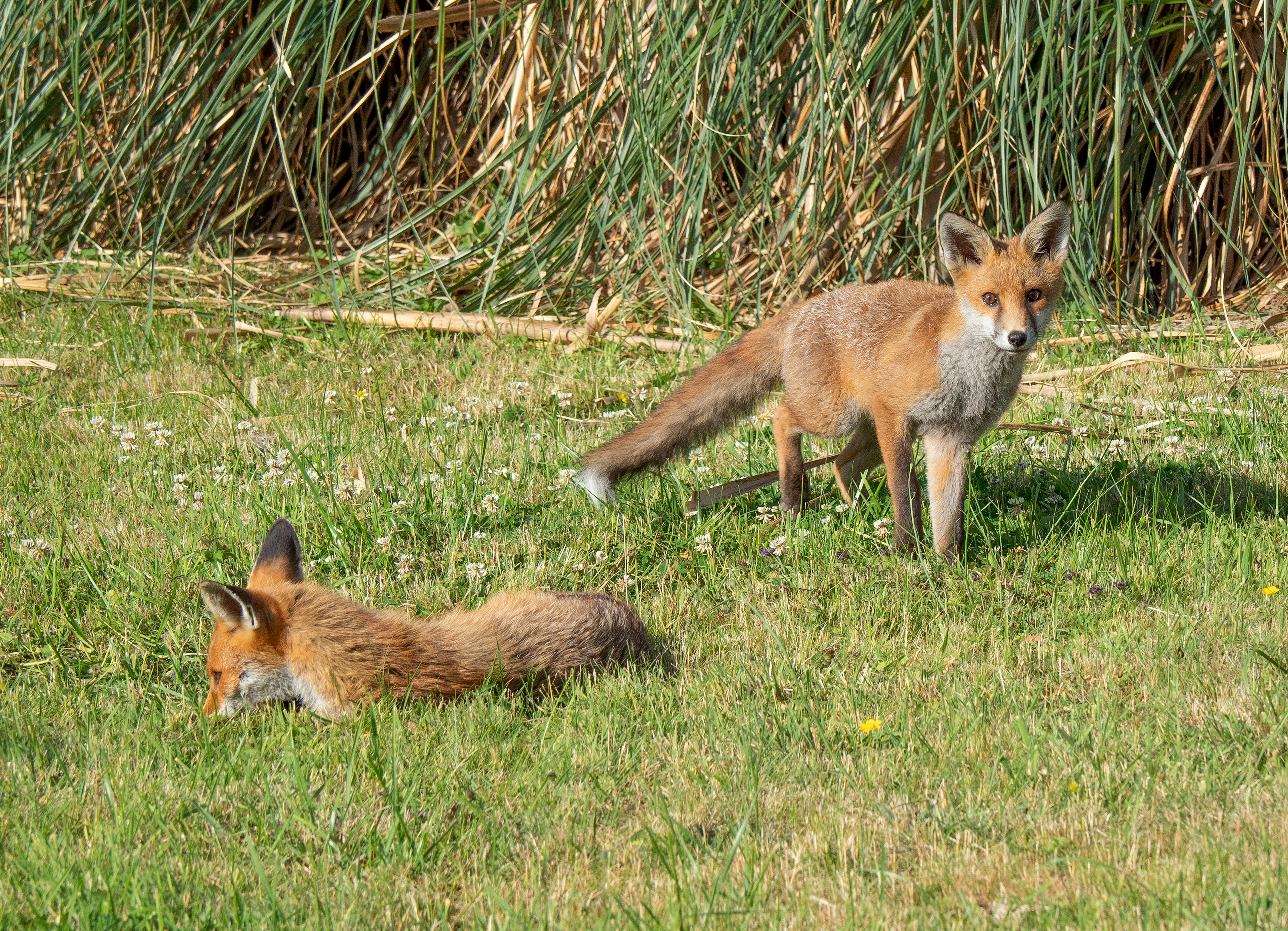 Fighting Feral Invaders: The Battle Against Cats and Foxes (image credits: unsplash)