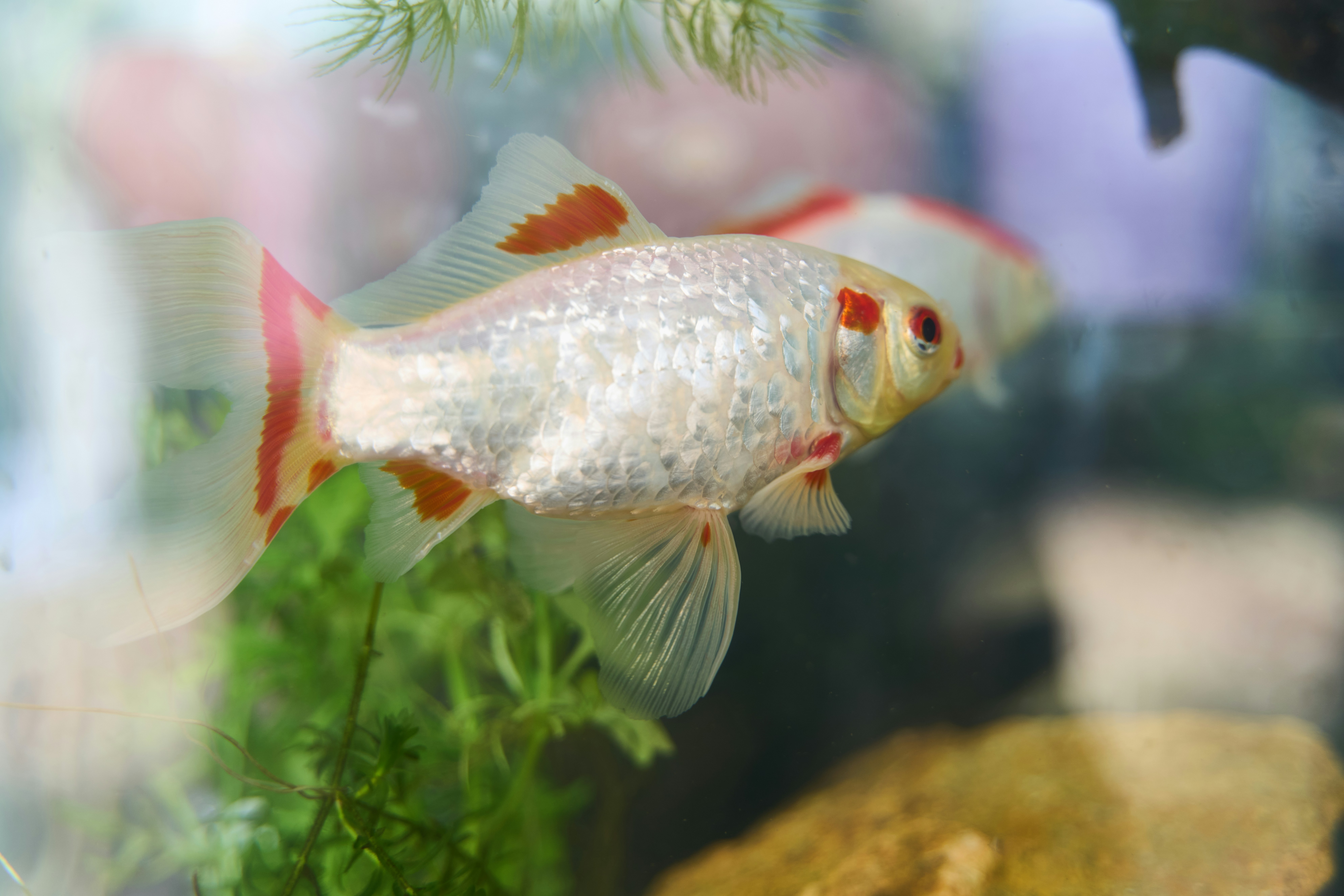 Photo by alekseyryan