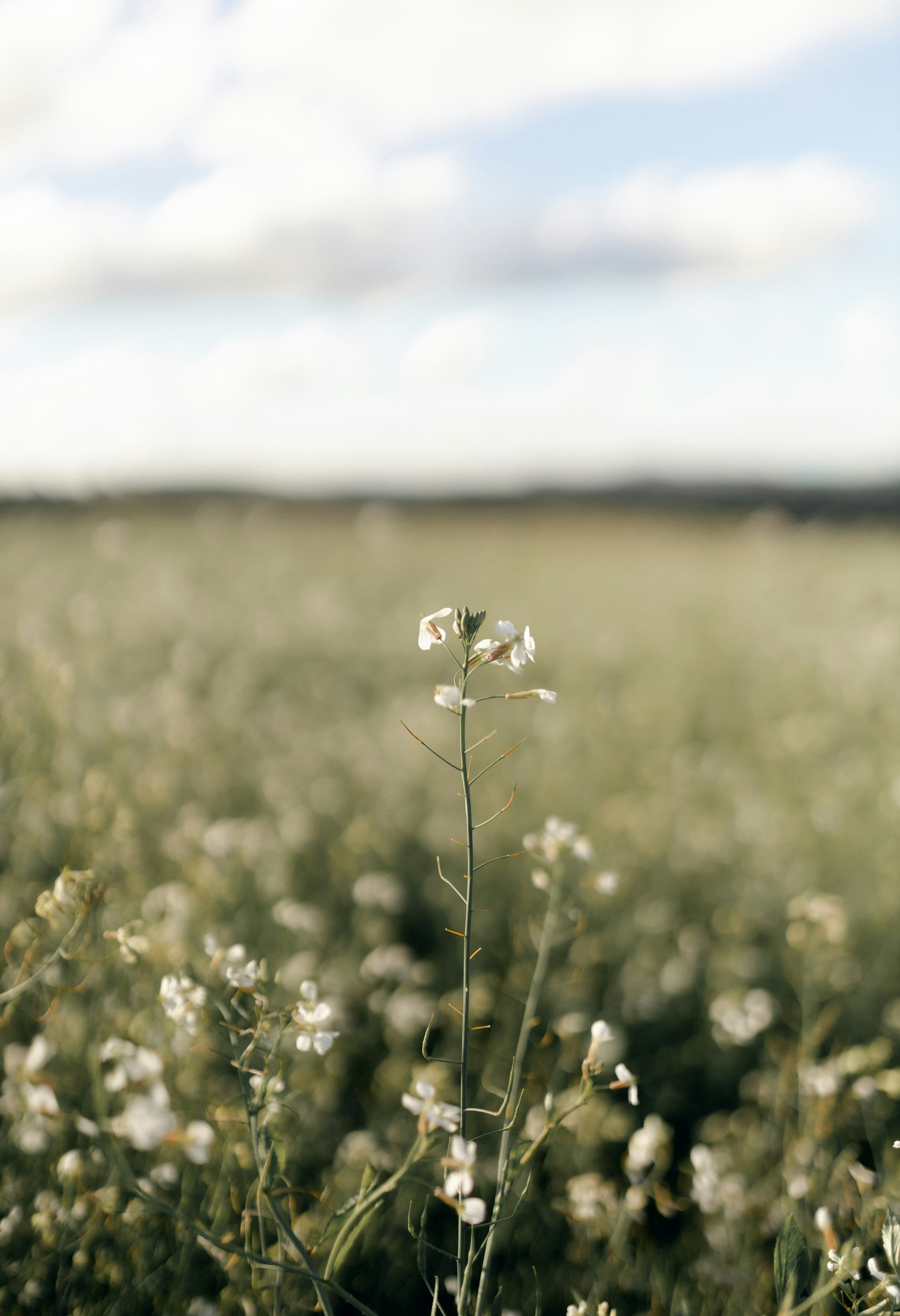 Photo by alexandermassph