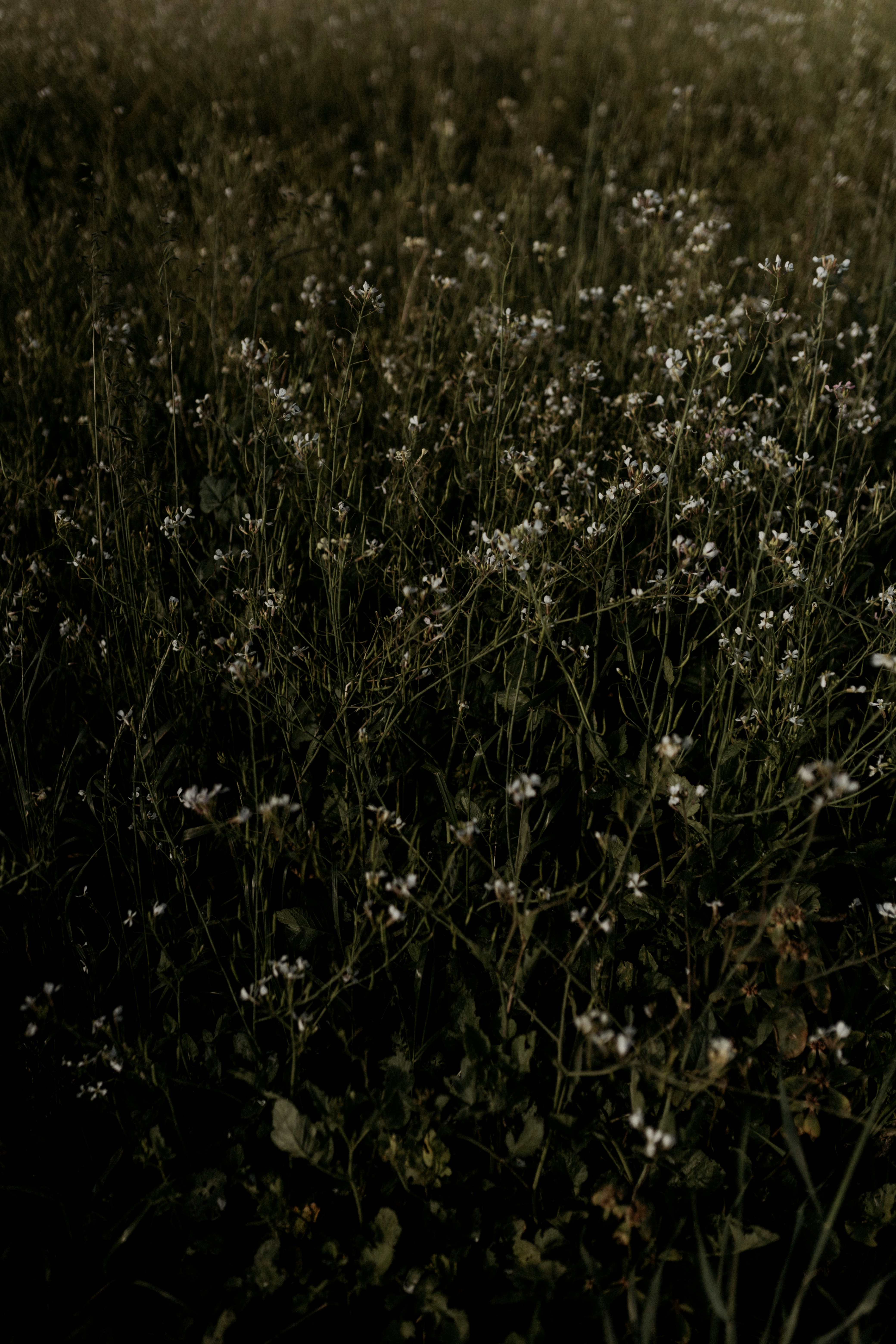 Photo by alexandermassph