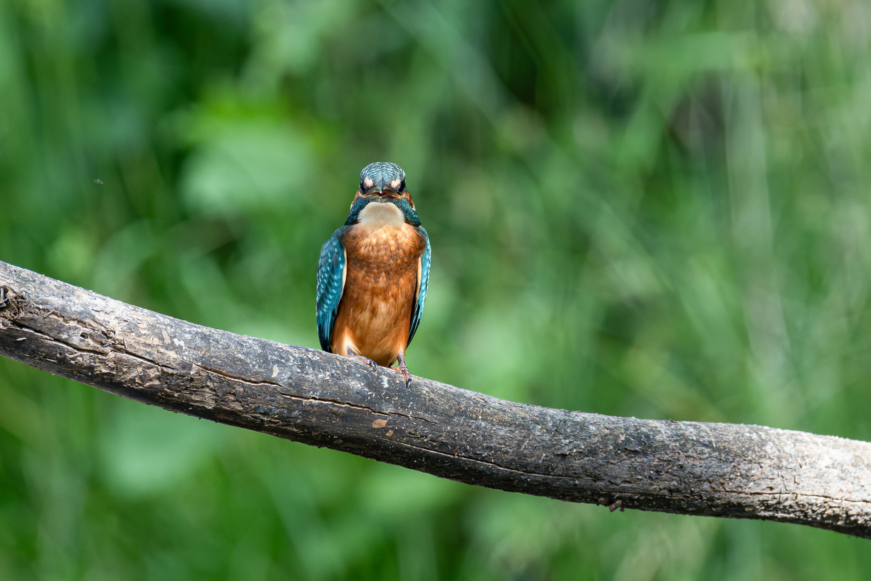 Un martin-pêcheur est assis sur une branche d’arbre.