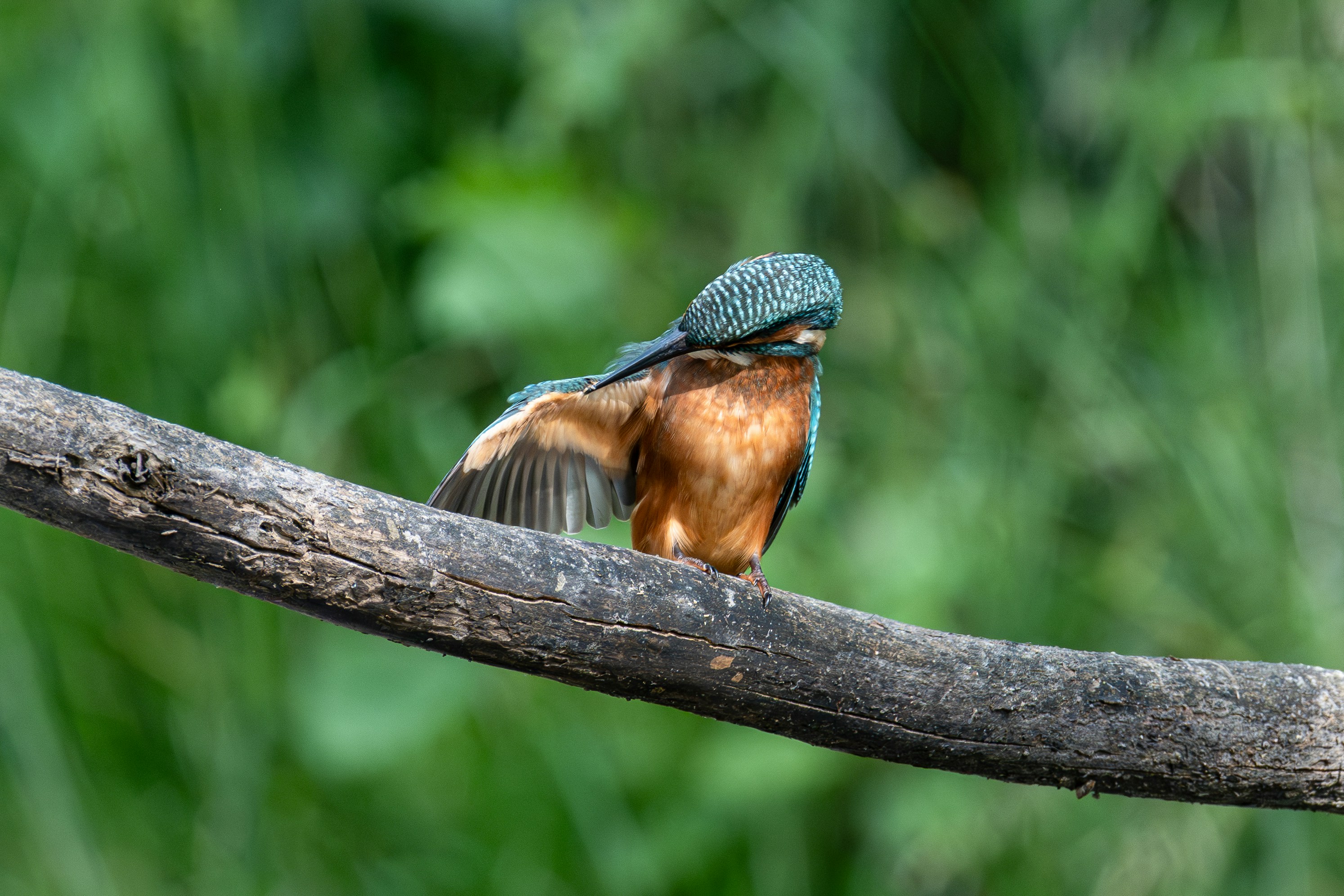 Un martin-pêcheur déploie ses ailes lorsqu’il est perché.