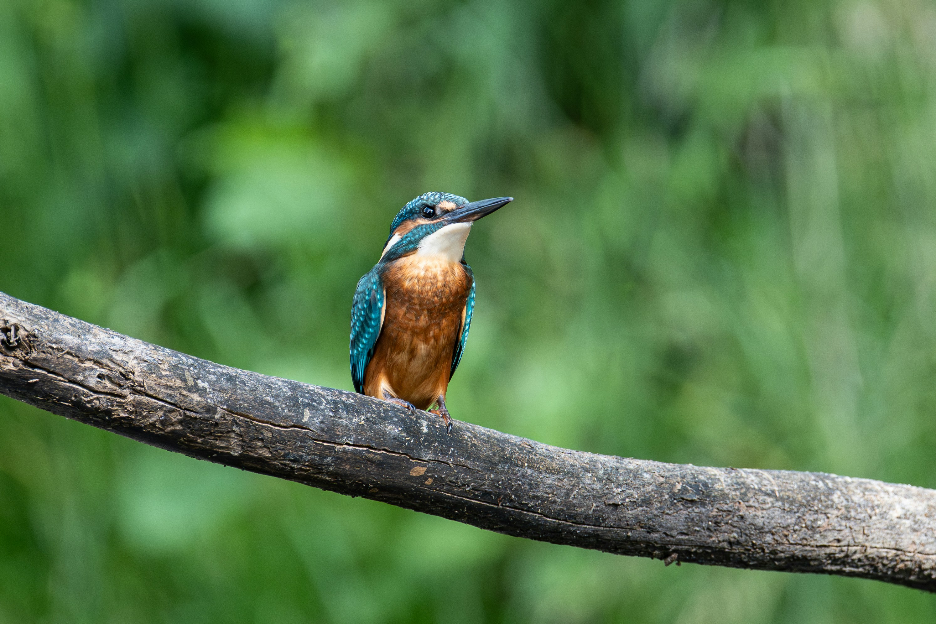 Un martin-pêcheur est assis sur une branche.