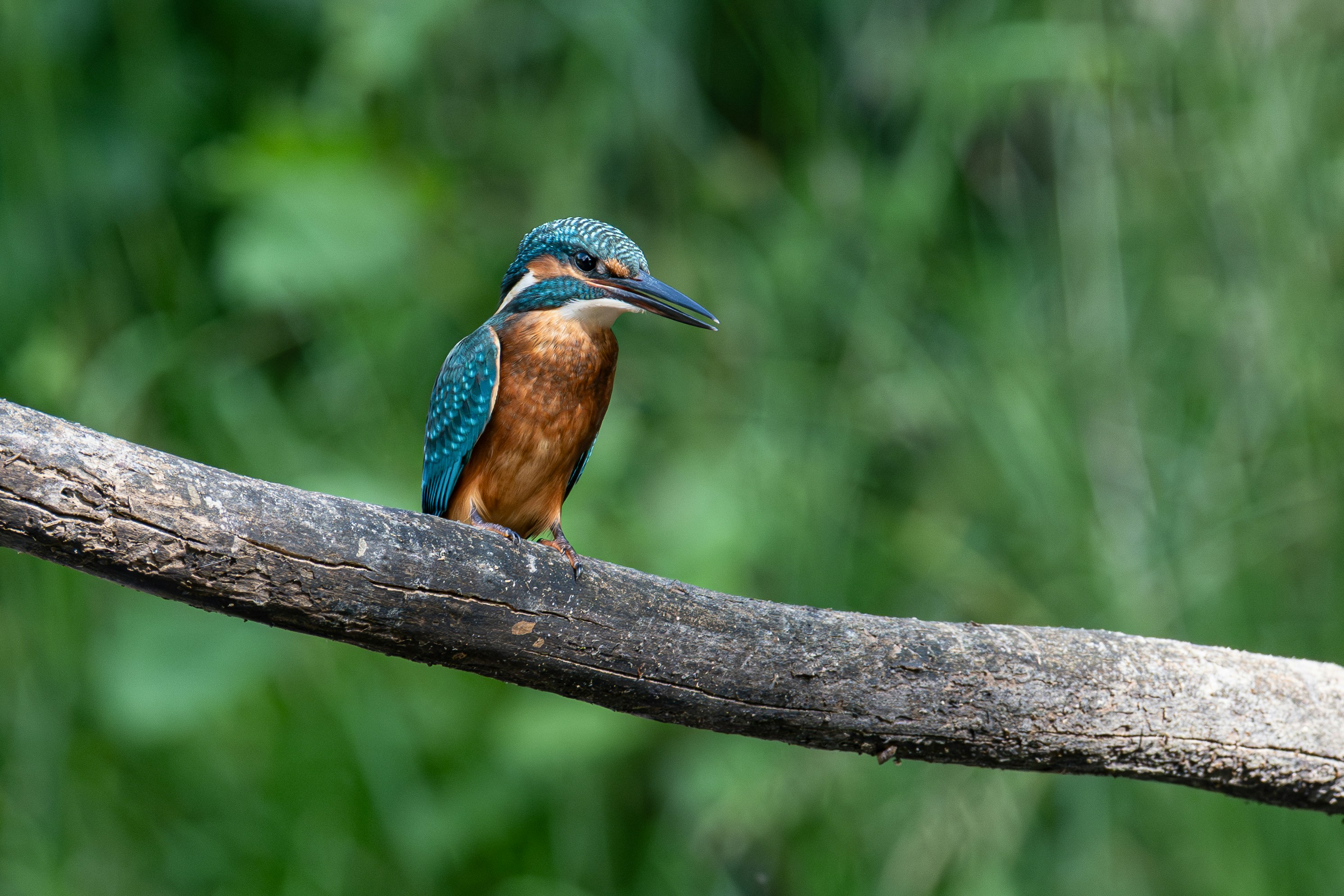 Un martin-pêcheur élégamment perché sur une branche.