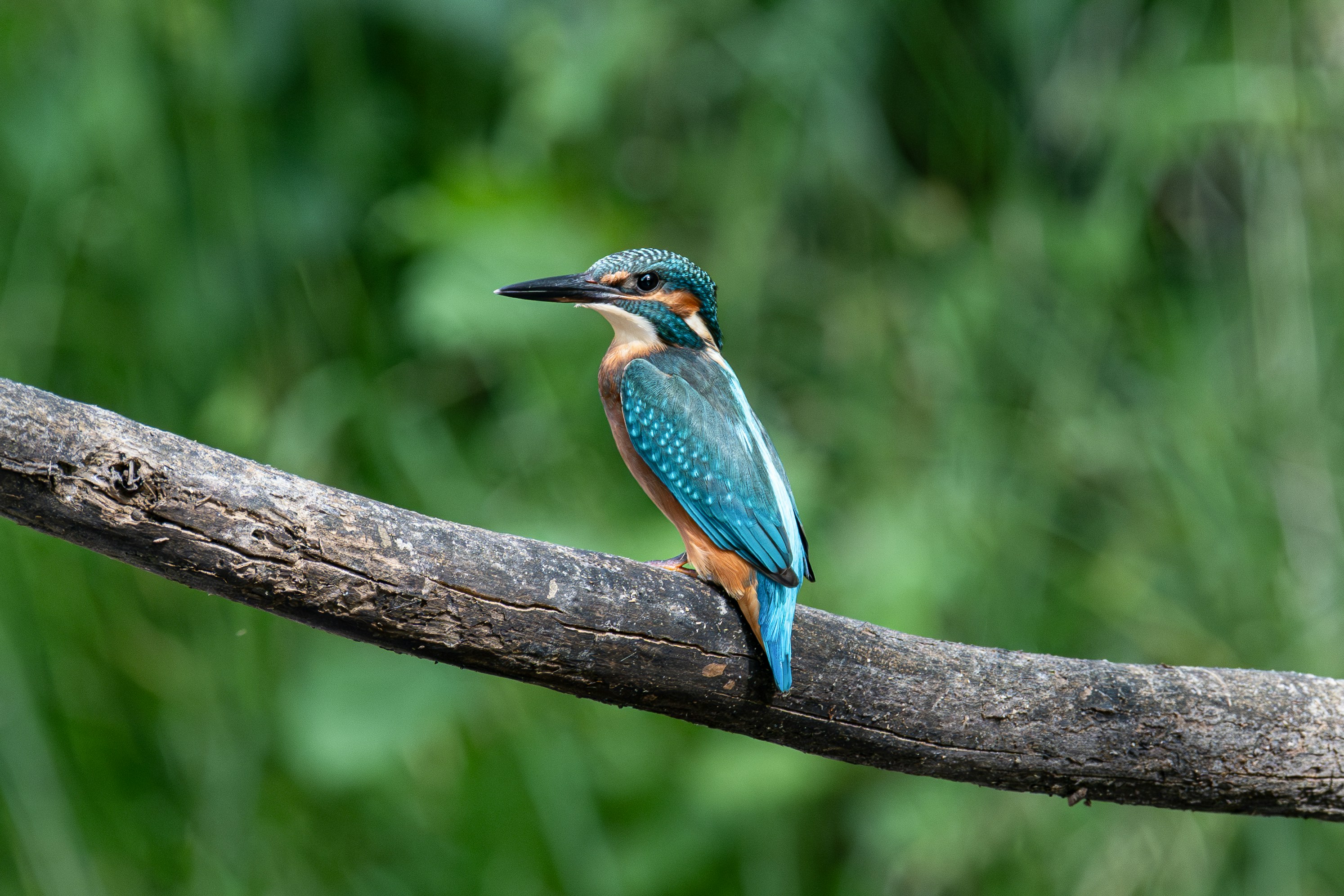 Un martin-pêcheur coloré est perché sur une branche.
