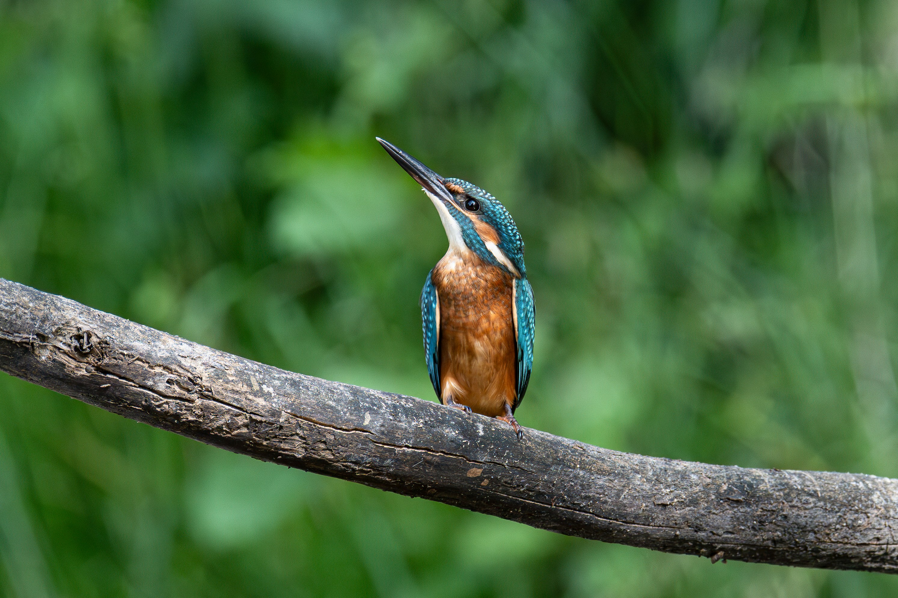 Un martin-pêcheur est perché sur une branche.