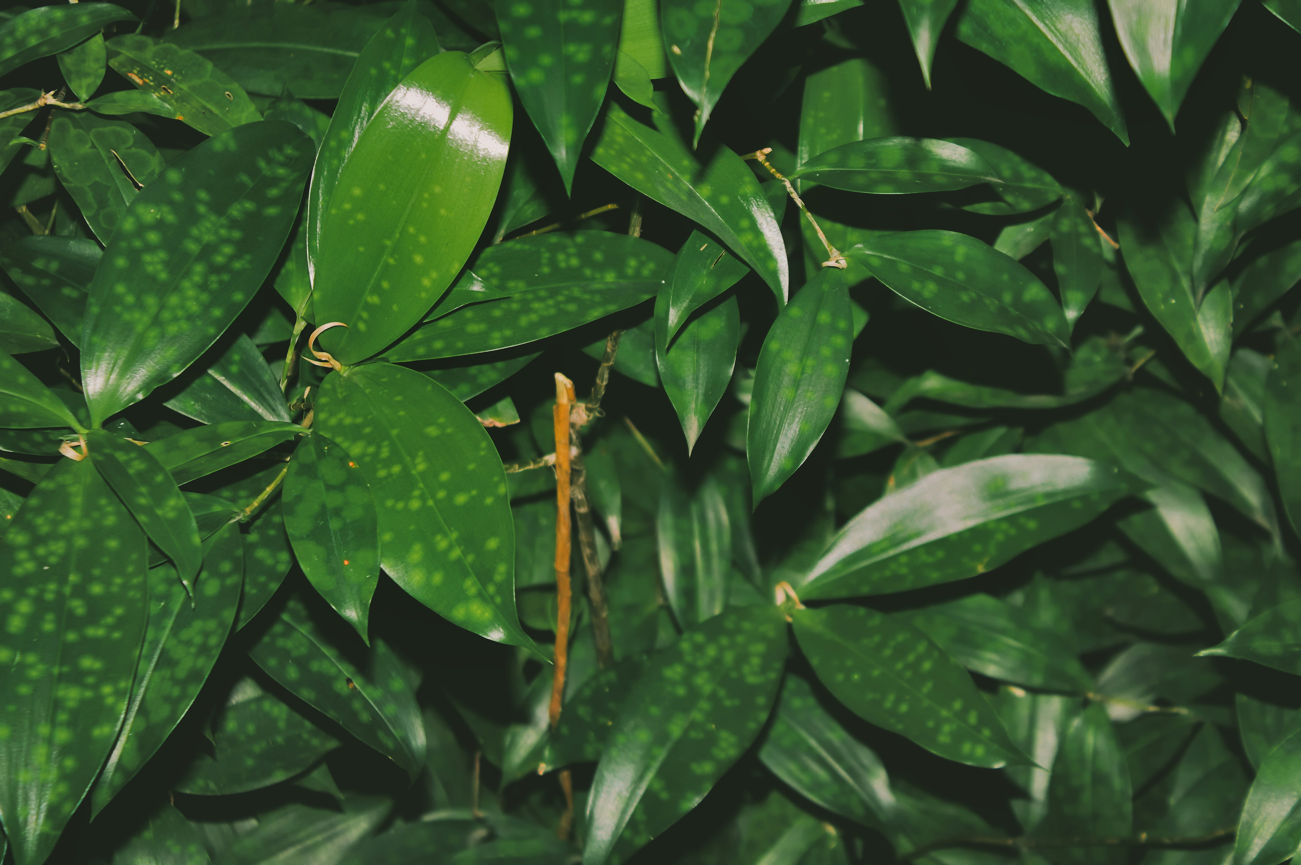 Lush green leaves fill the frame of the image.