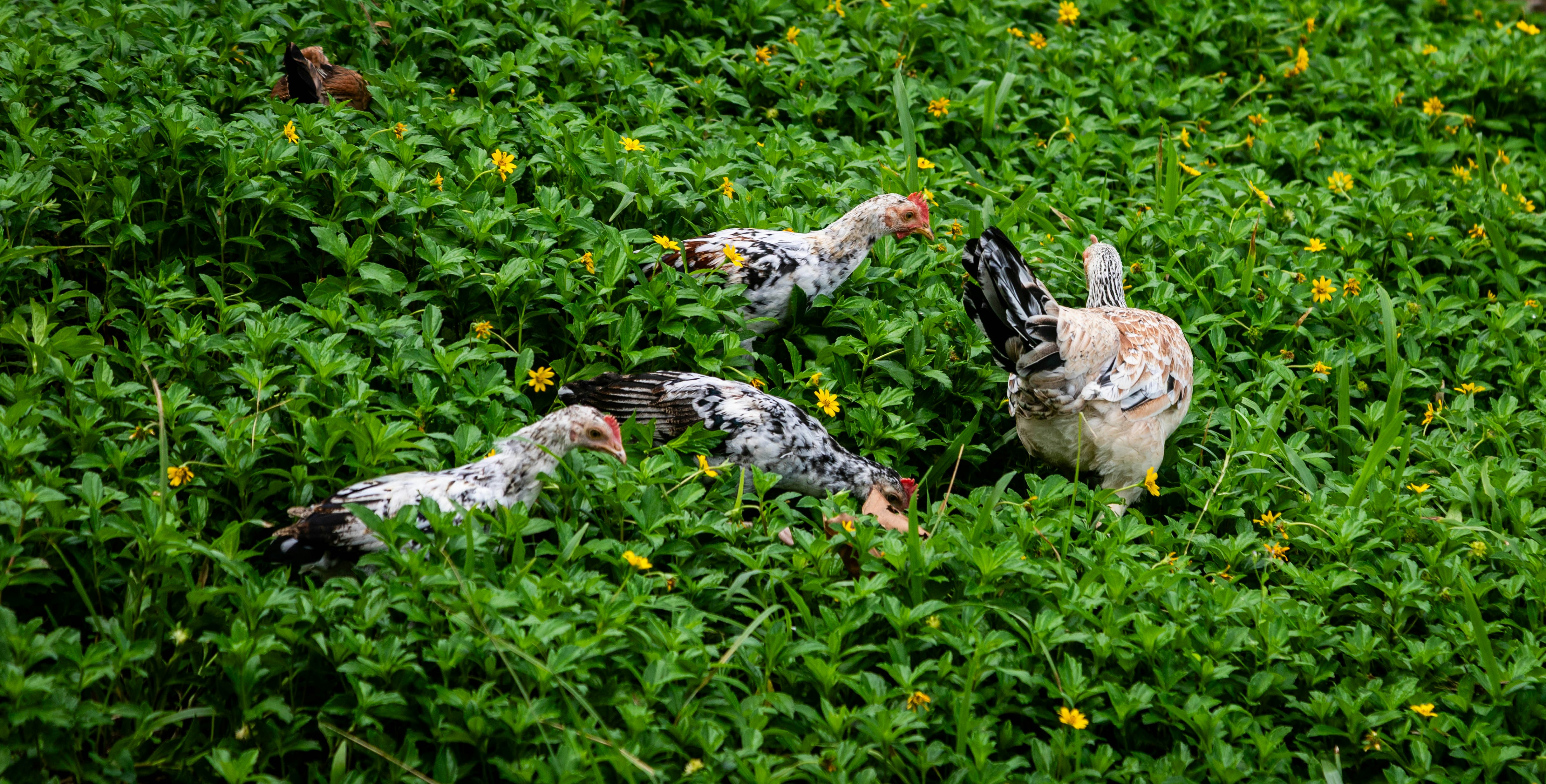 Chickens forage in a lush green field.