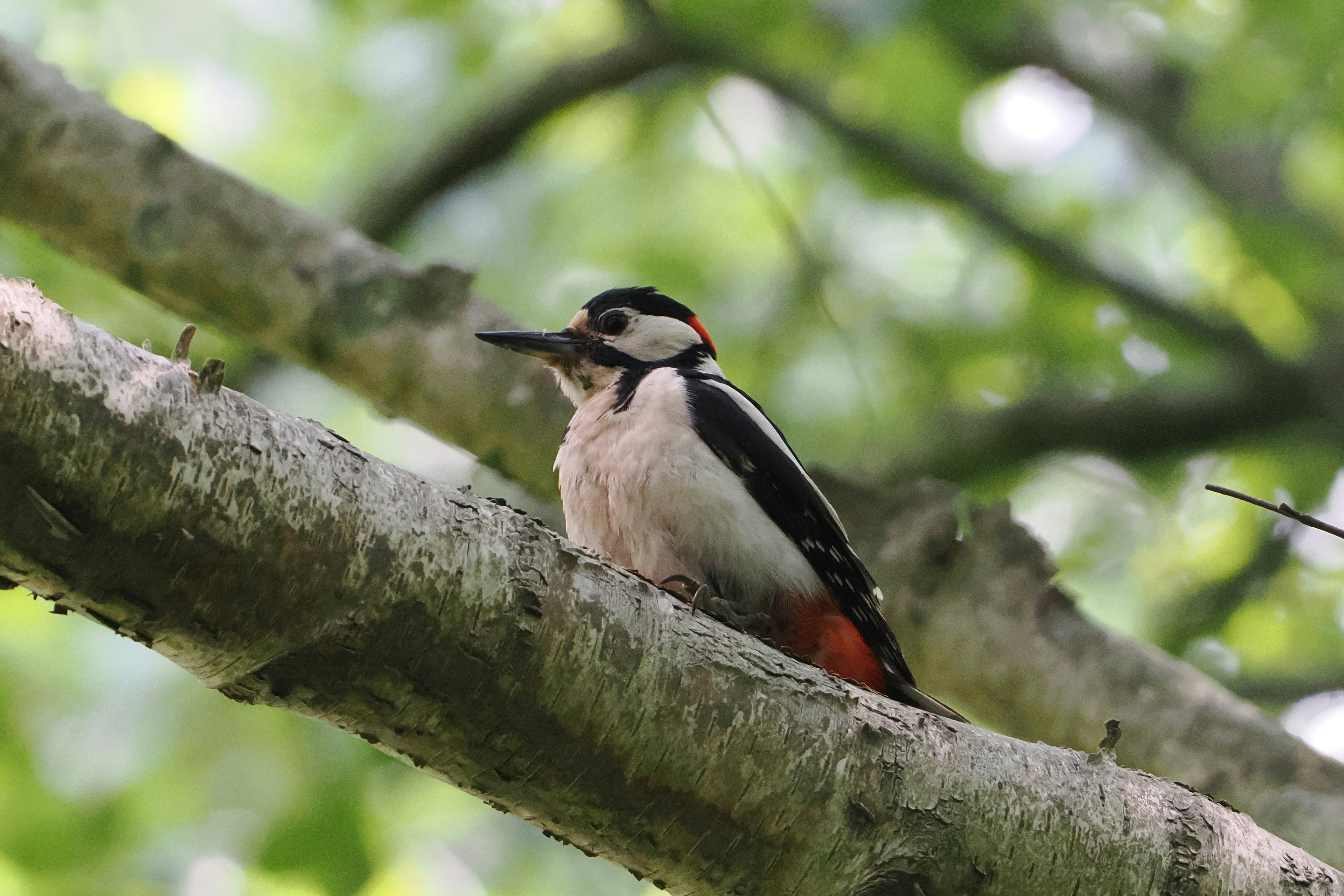 Photo by fotografie_thomas_nolte