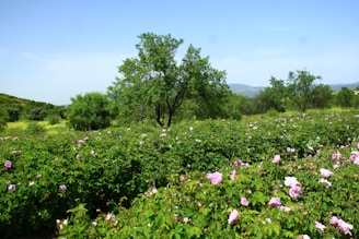 A field of roses blossoms under a blue sky.