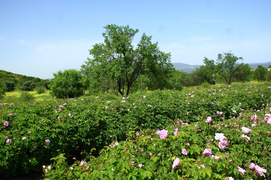 A field of roses blossoms under a blue sky.