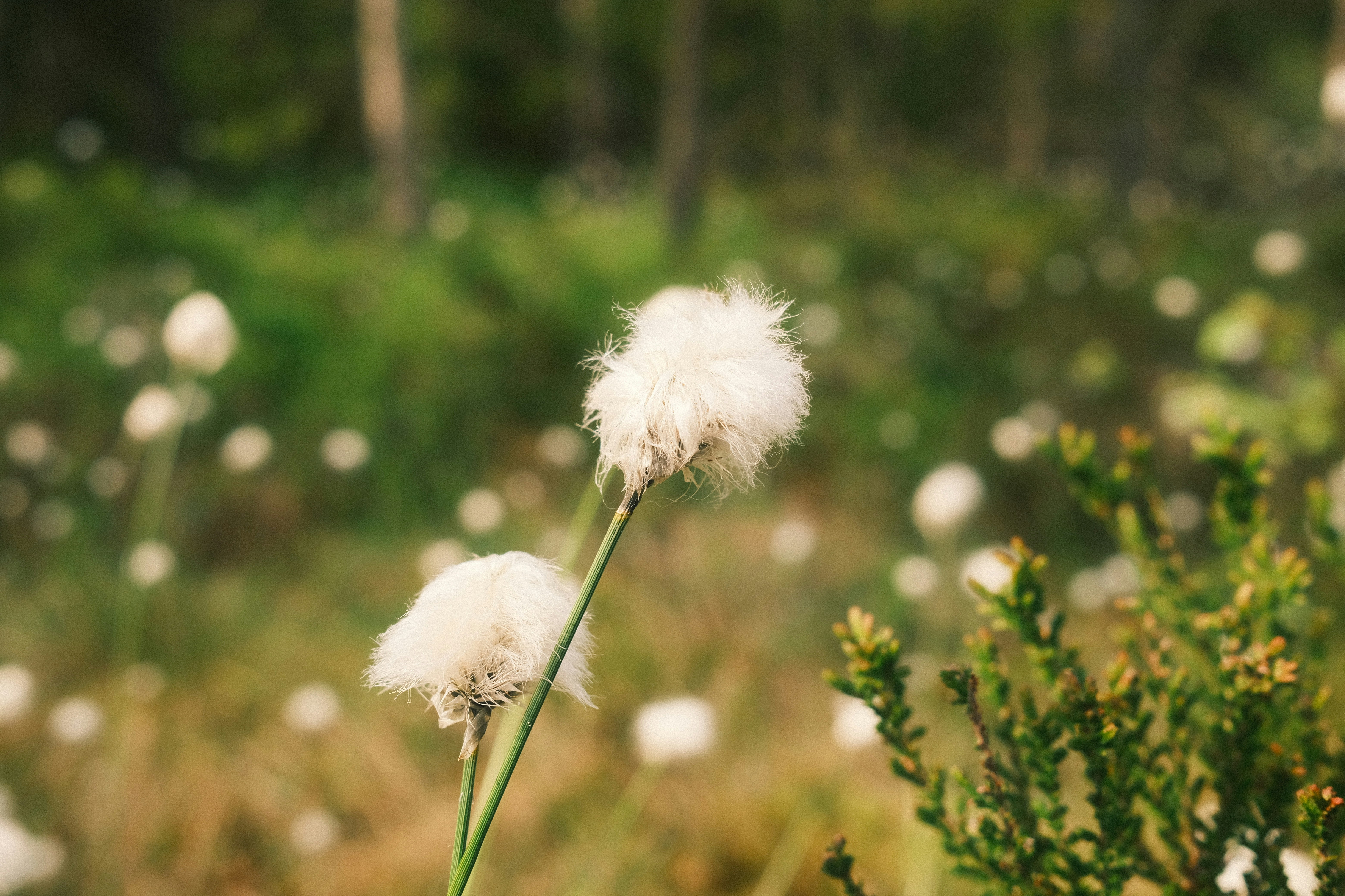 Photo by magnusjonasson