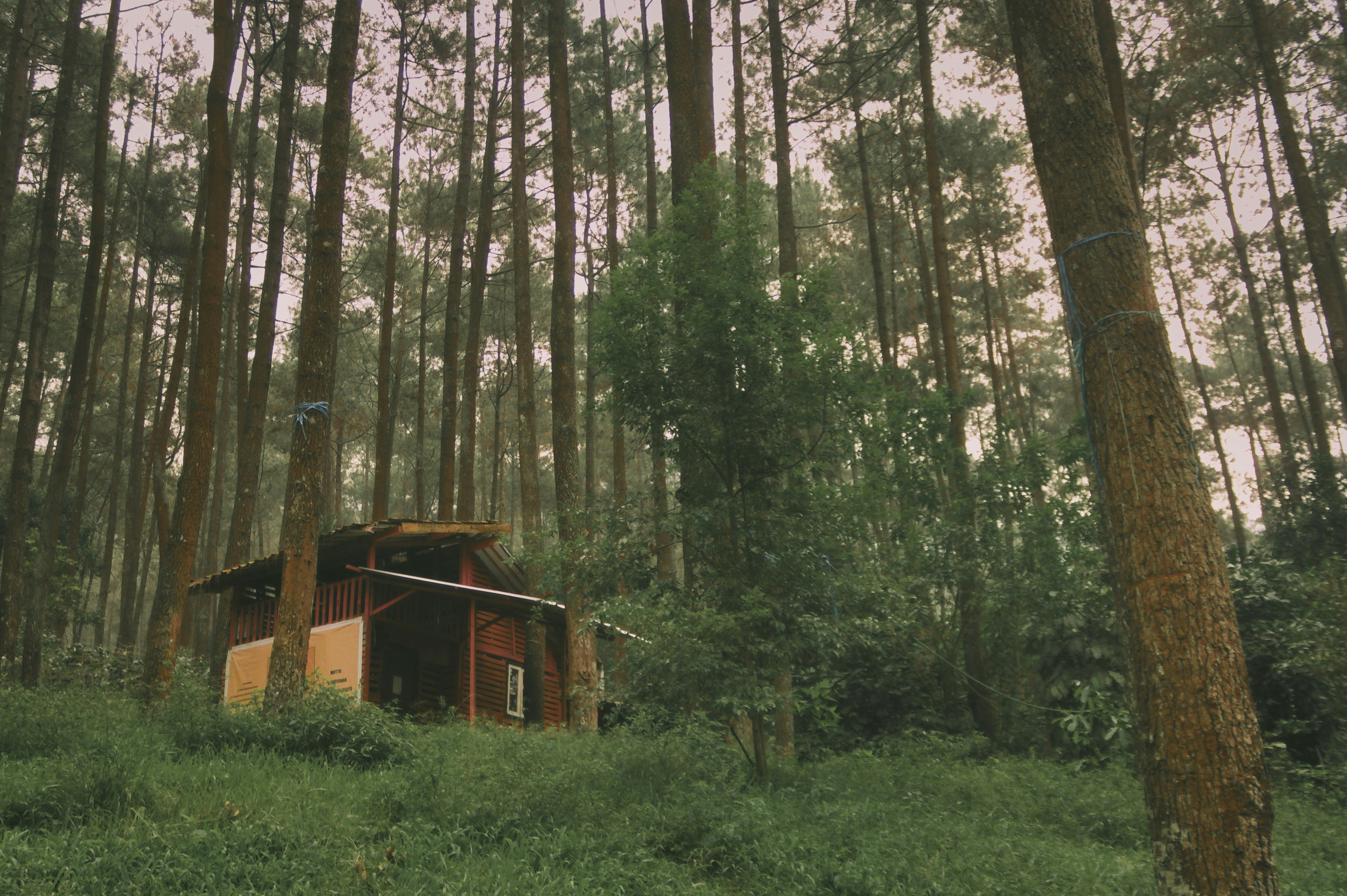 Wooden cabin in forest