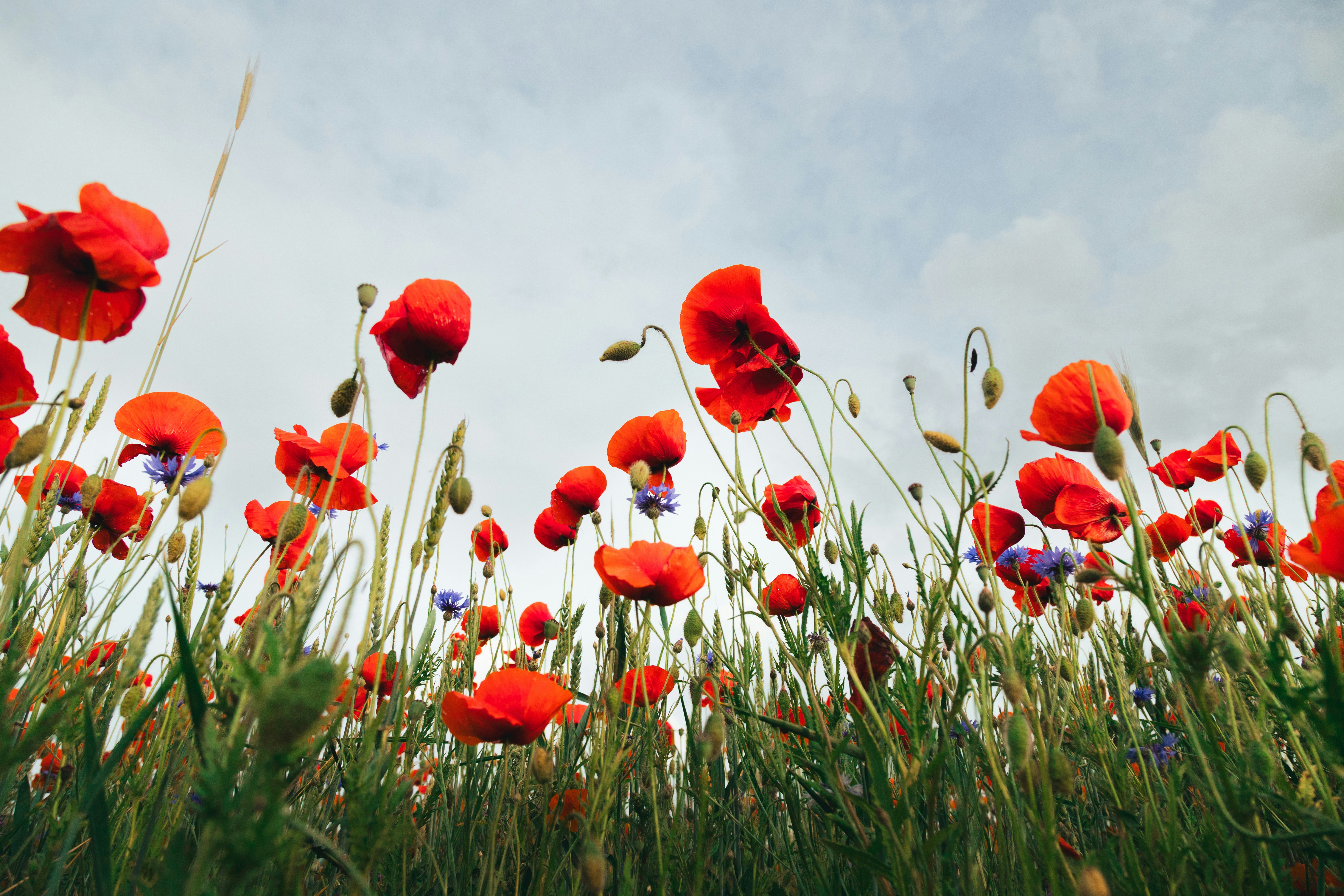 Photo by nikita_pishchugin