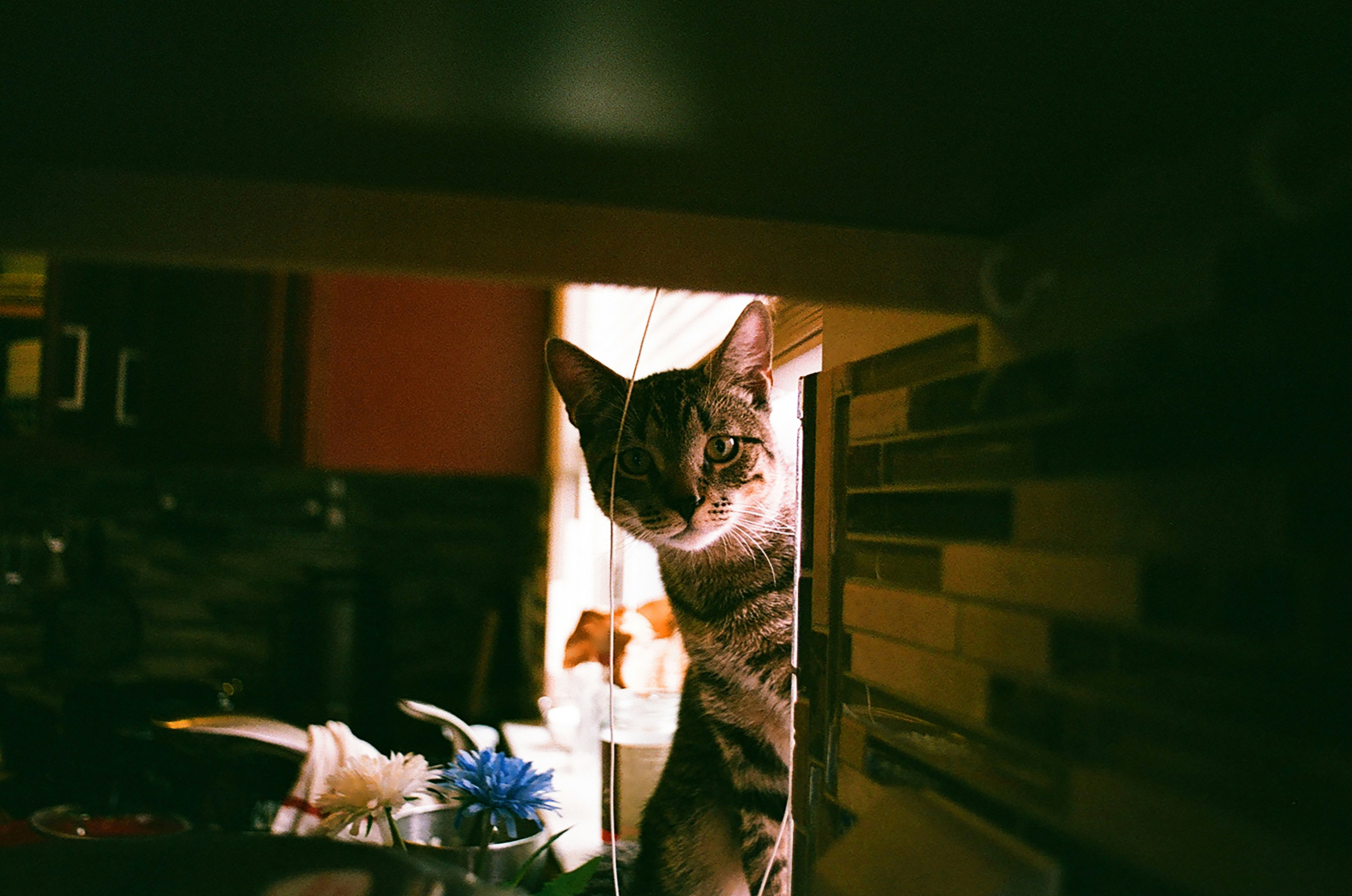 A cat peeks out from behind a wall.
