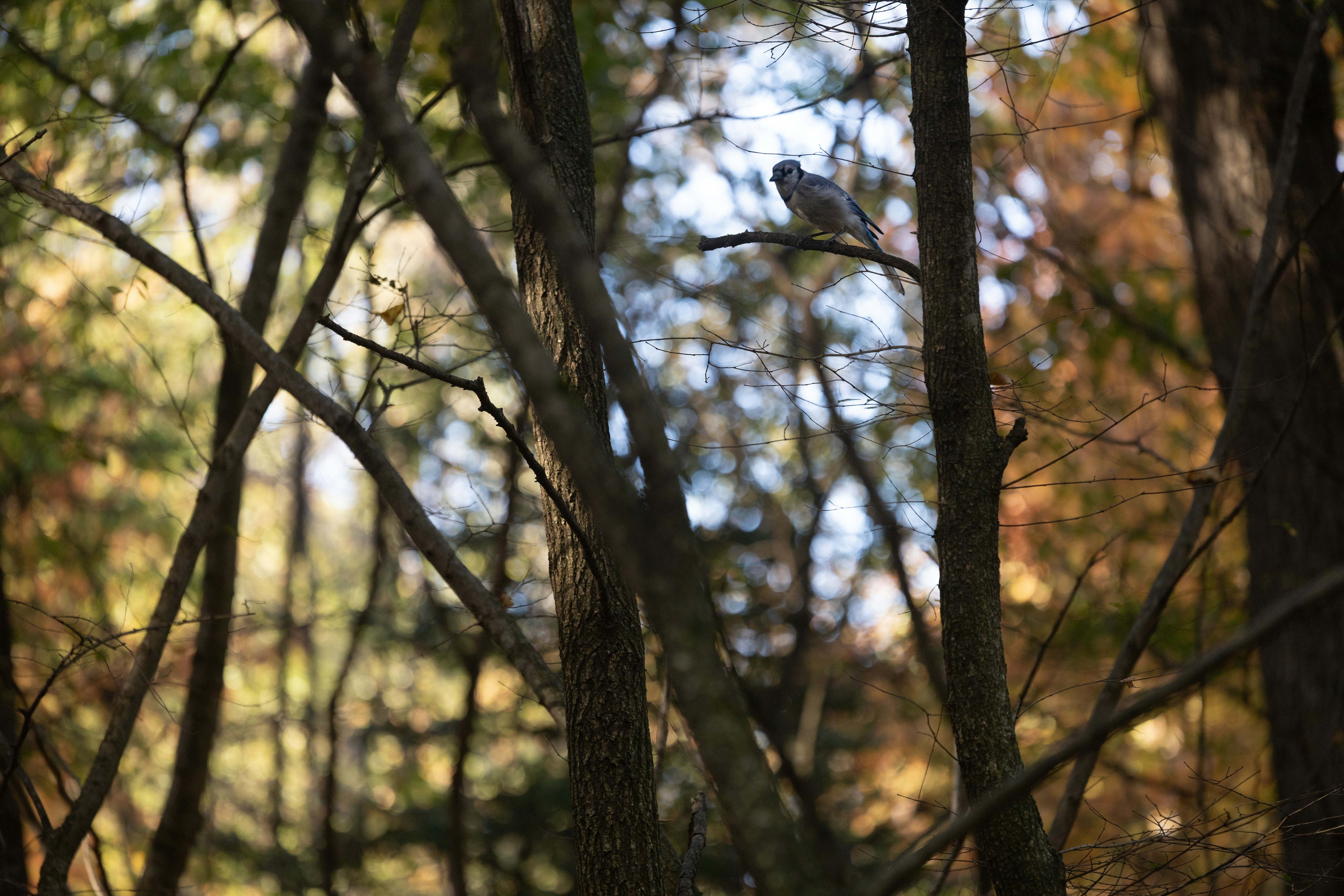 A bird sits perched high up in a tree.