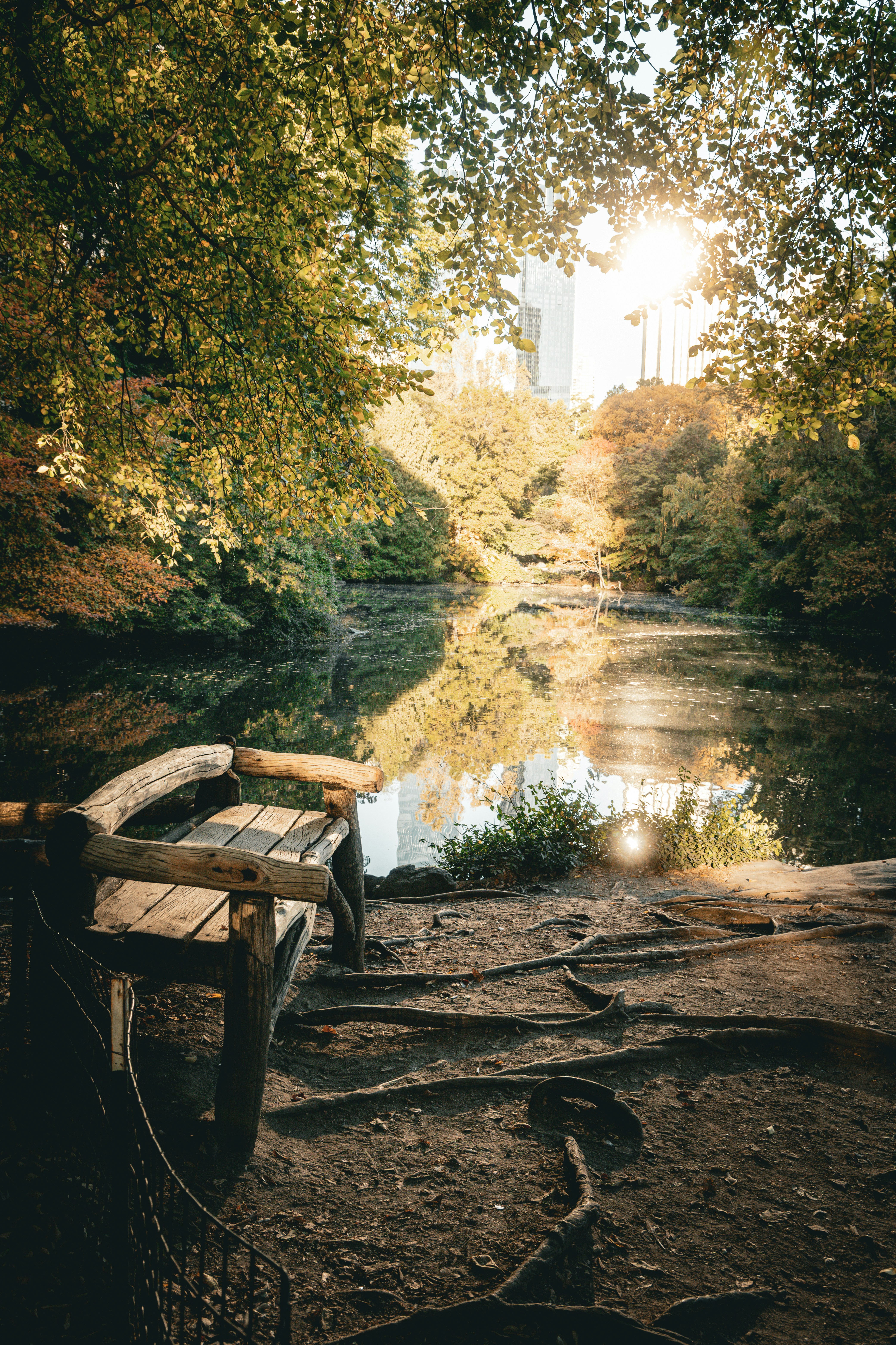 Bench overlooks a tranquil pond with sunlight.