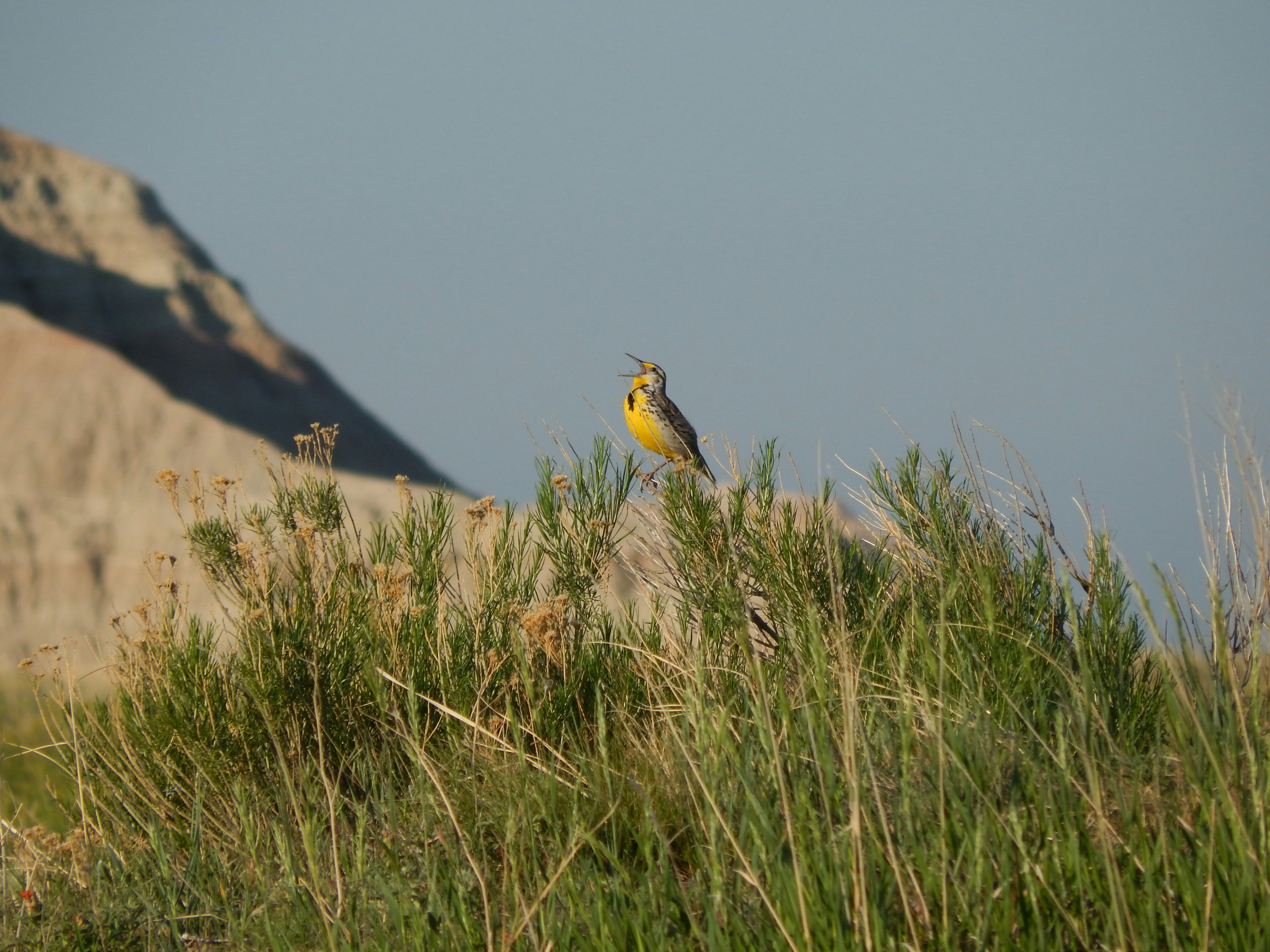 A yellow bird sits atop a bushy plant.