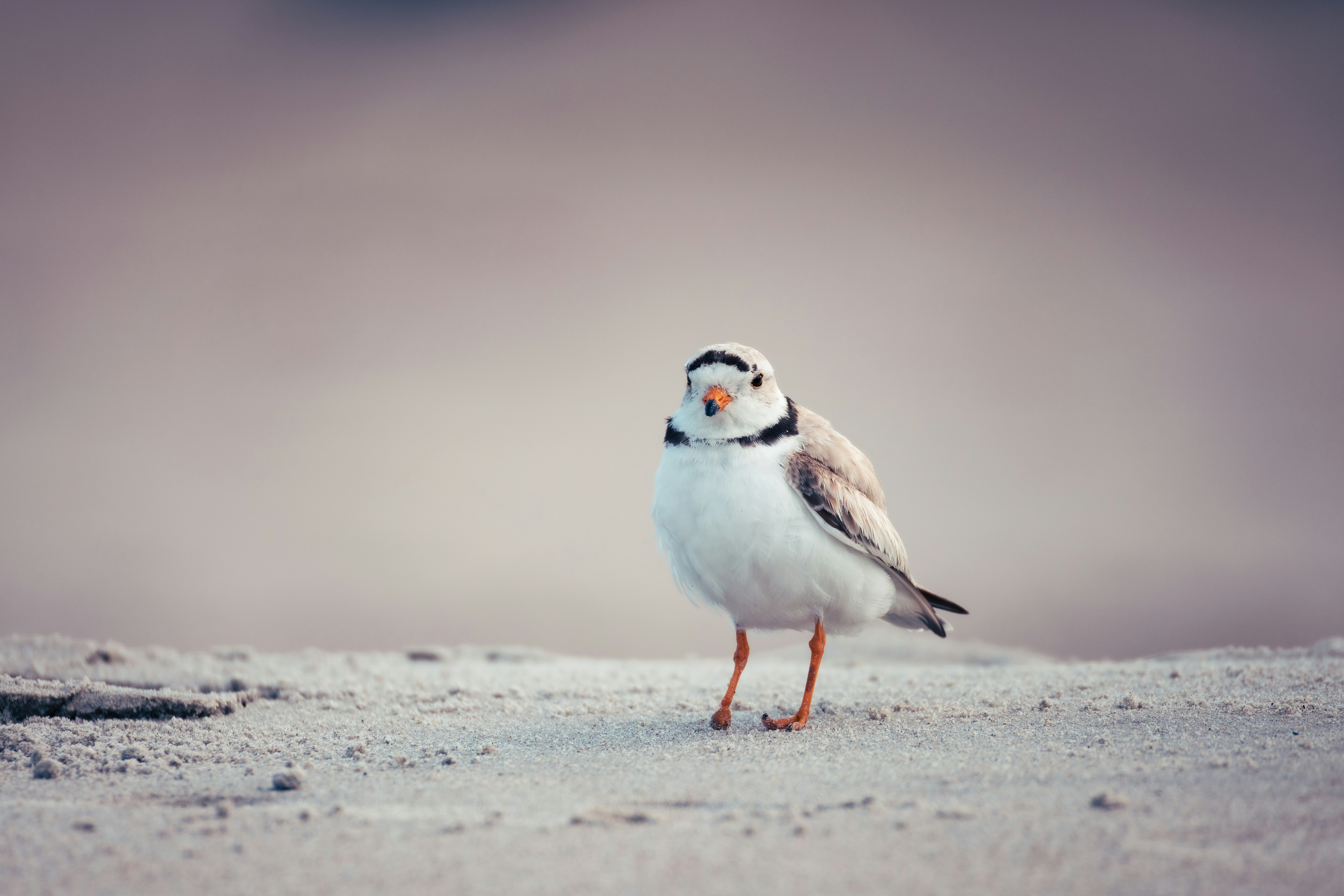 A piping plover stands proudly on the sand.