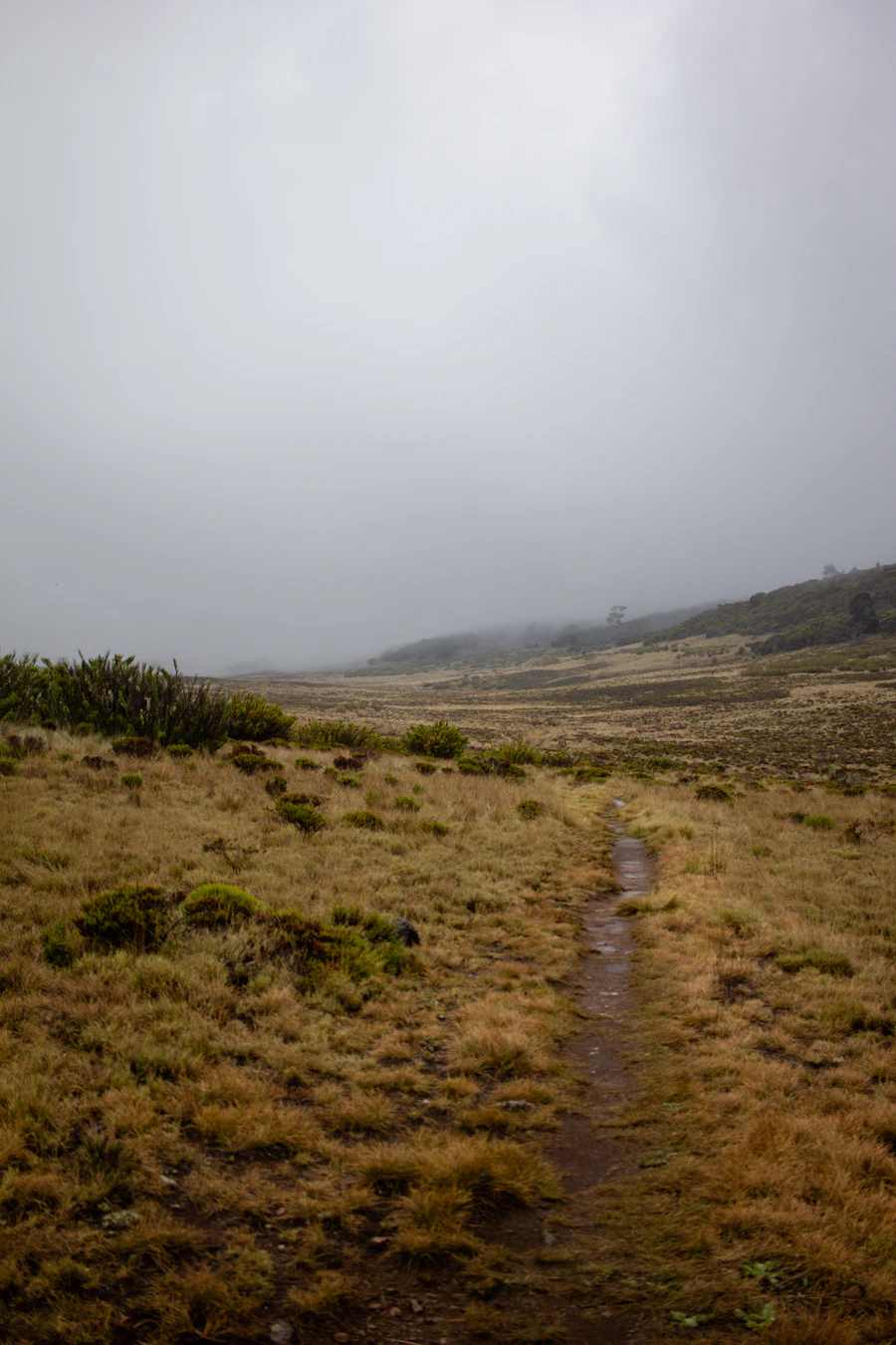 A path leading through a misty green landscape