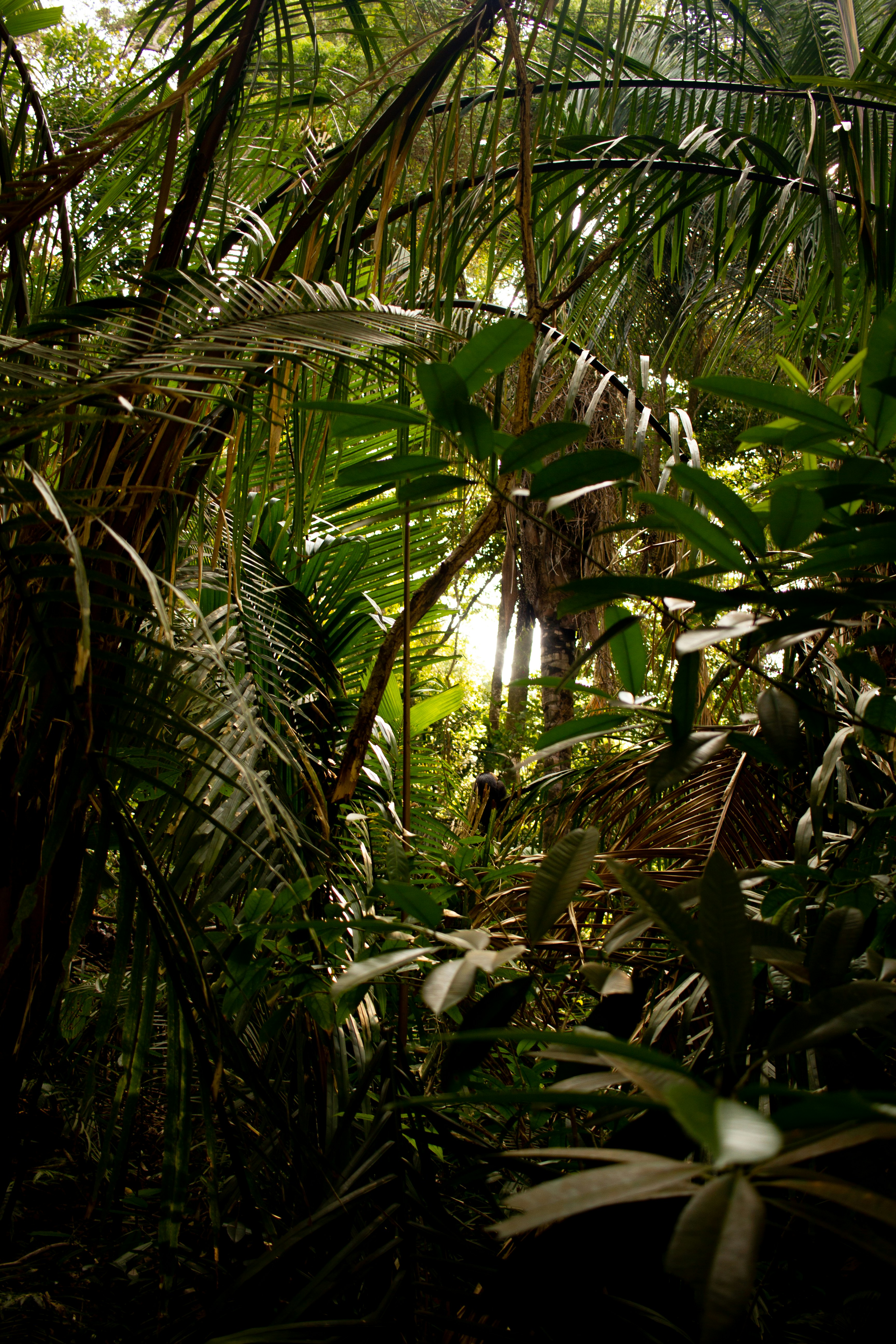 amazon jungle survival wallpaper, wallpaper, Green Hell Crafting: Essential Survival Guide in the Amazon 5
